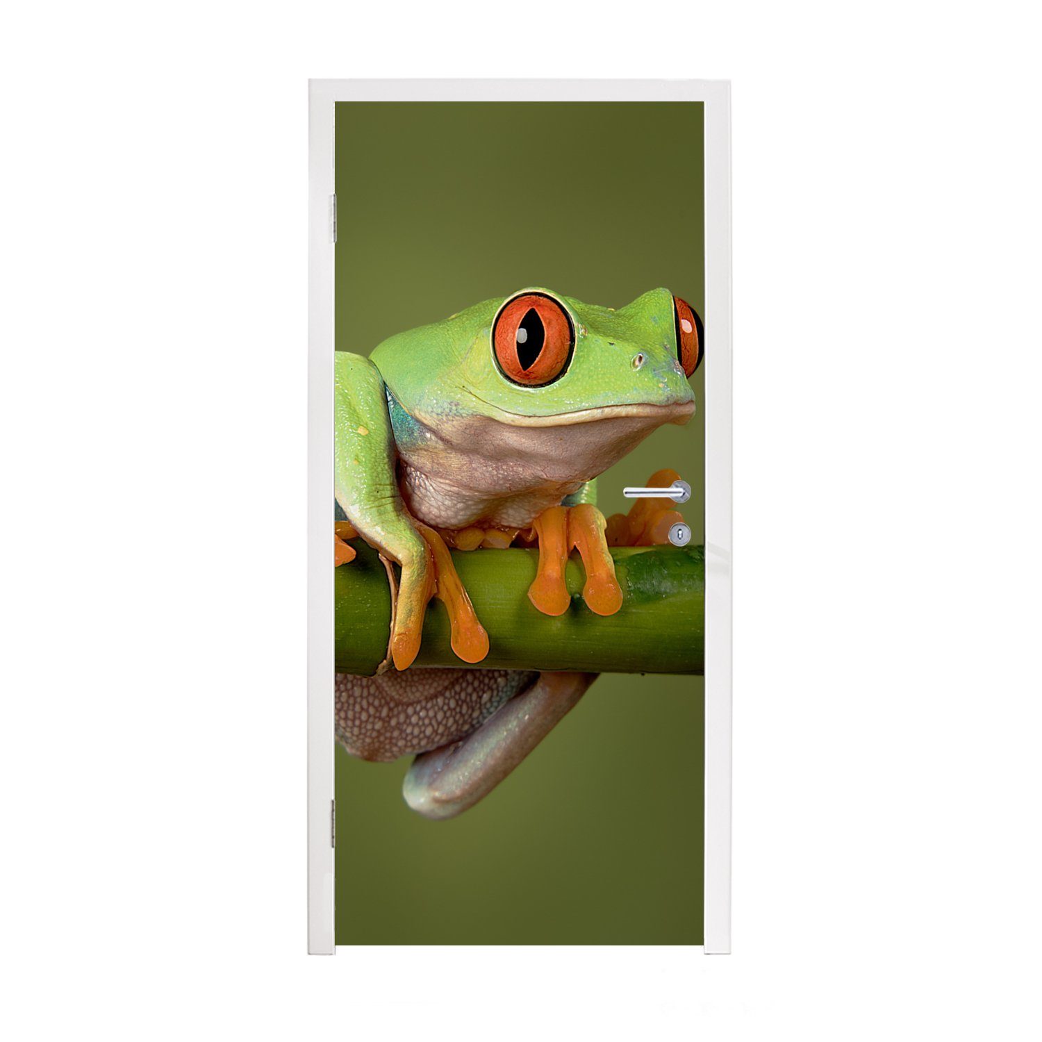 MuchoWow Türtapete Frosch - Grün - Zweig, Matt, bedruckt, (1 St), Fototapete für Tür, Türaufkleber, 75x205 cm
