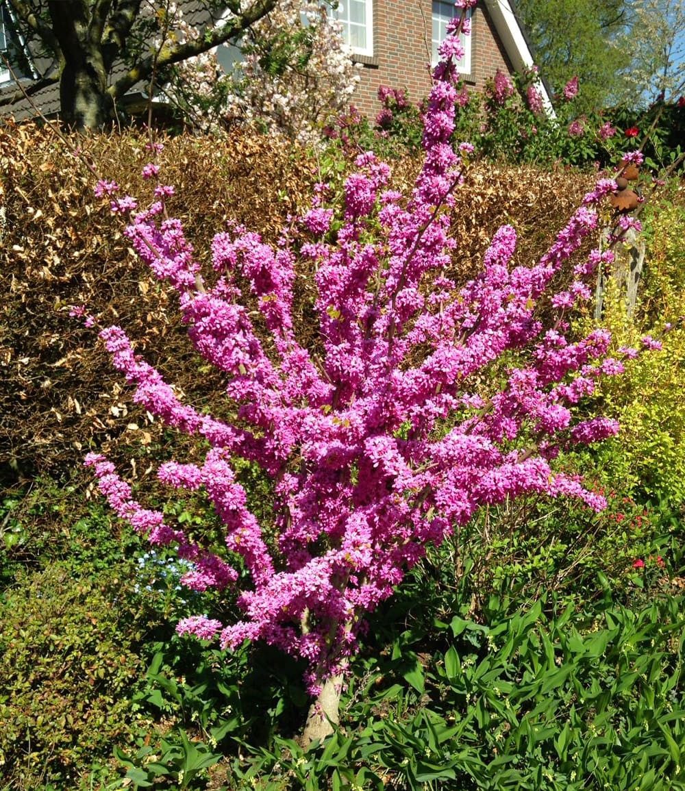 BALDUR Garten Zierstrauch Cercis 'Avondale', Judasbaum, 1 St., Herzblattbaum, pflegeleicht – Bild 3 von 3