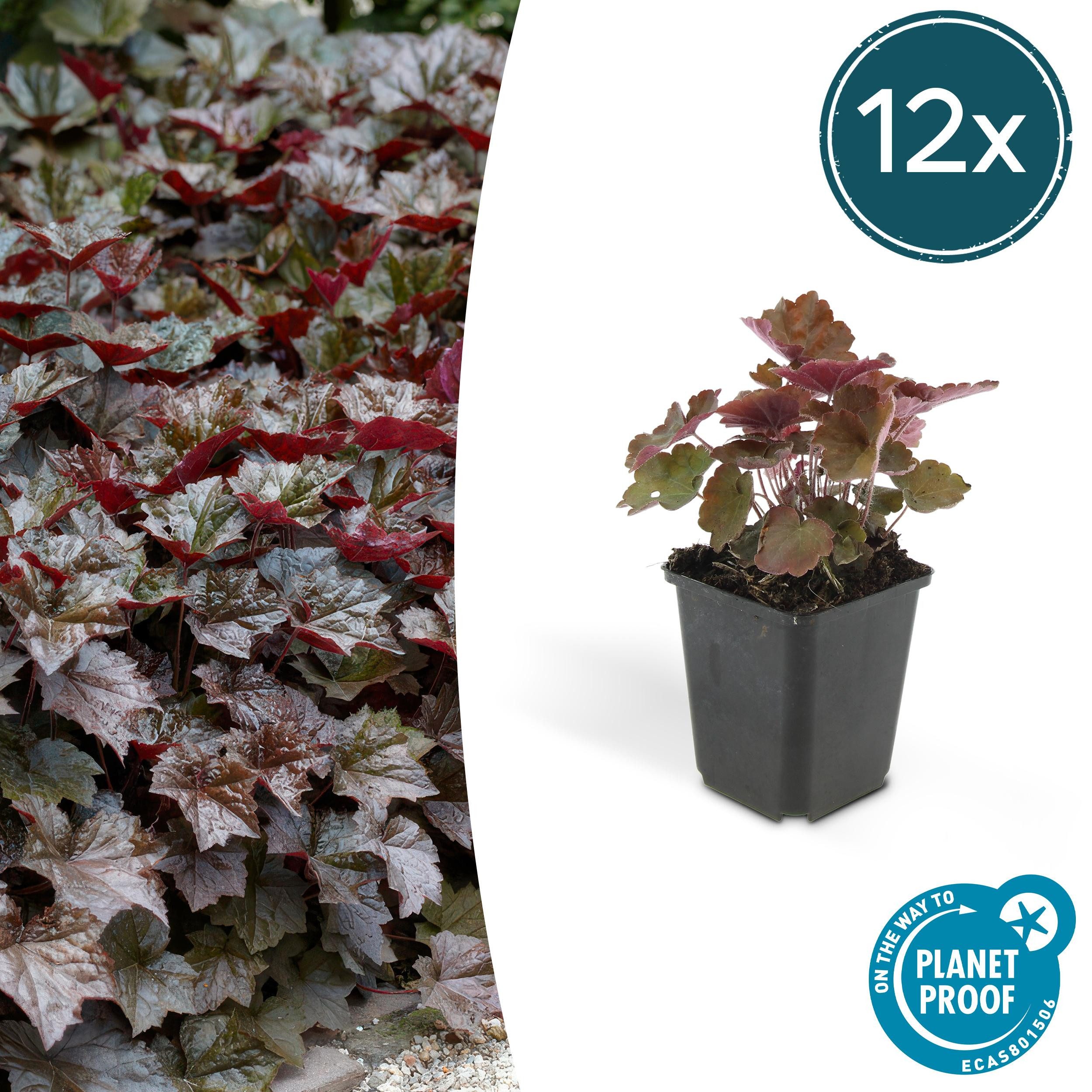 Exotenherz Beetpflanze Bodendecker Purpurglöckchen Heuchera mic. Palace Purple 12 Pflanzen
