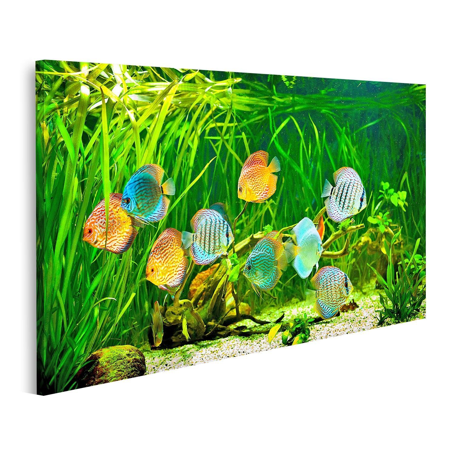 Leinwandbild Bild auf Leinwand Symphysodon Diskus in einem Aquarium auf einem grüne