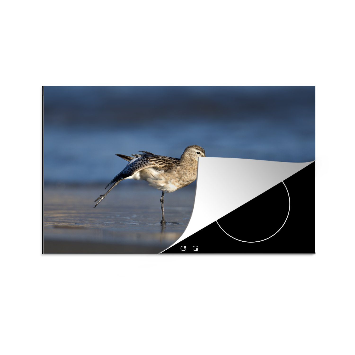 MuchoWow Herdblende-/Abdeckplatte Uferschnepfe streckt ihre Flügel am Strand aus, Vinyl, (1 tlg), 81x52 cm, Induktionskochfeld Schutz für die küche, Ceranfeldabdeckung