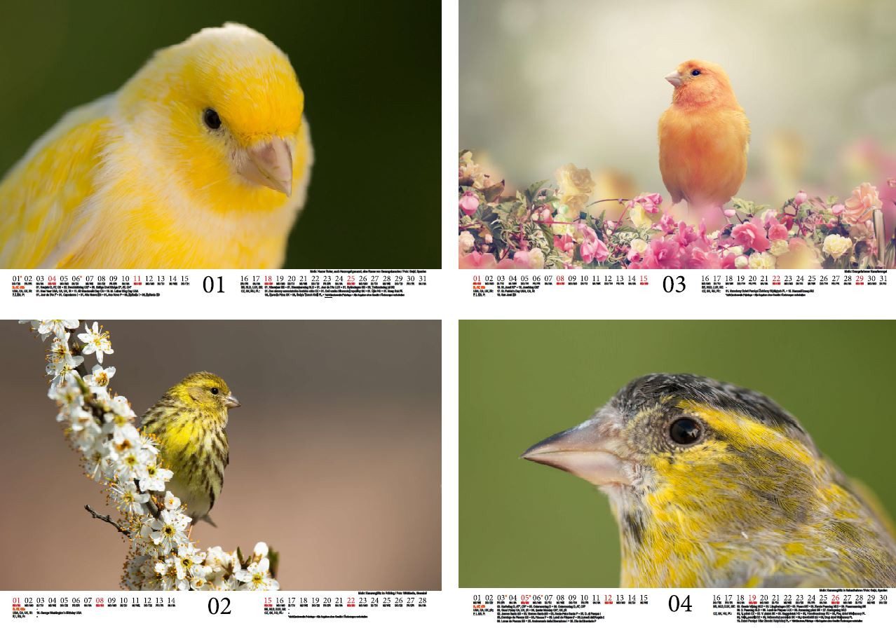 Thumbnail - Seelenzauber Wandkalender Kanarienvogelzauber DIN A4 Kalender für 2026 Kanarienvögel