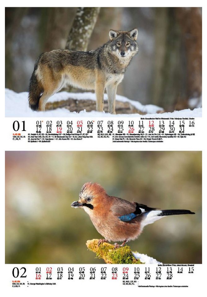 Thumbnail - Seelenzauber Wandkalender Tierzauber Waldtiere DIN A5 Kalender für 2025 Tiere im Wald