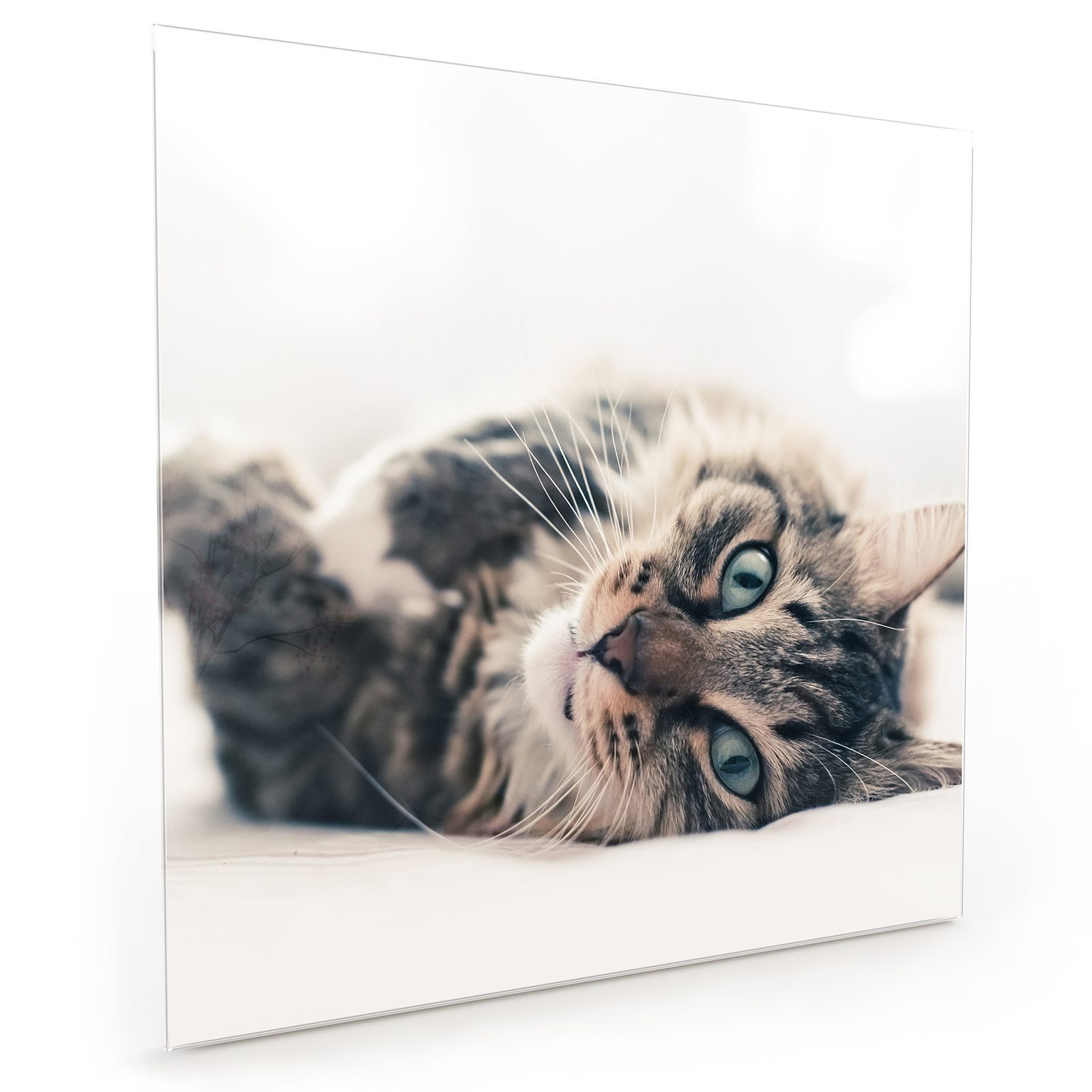 Primedeco Küchenrückwand Spritzschutz Glas Katze auf Bett | Küchenrückwände