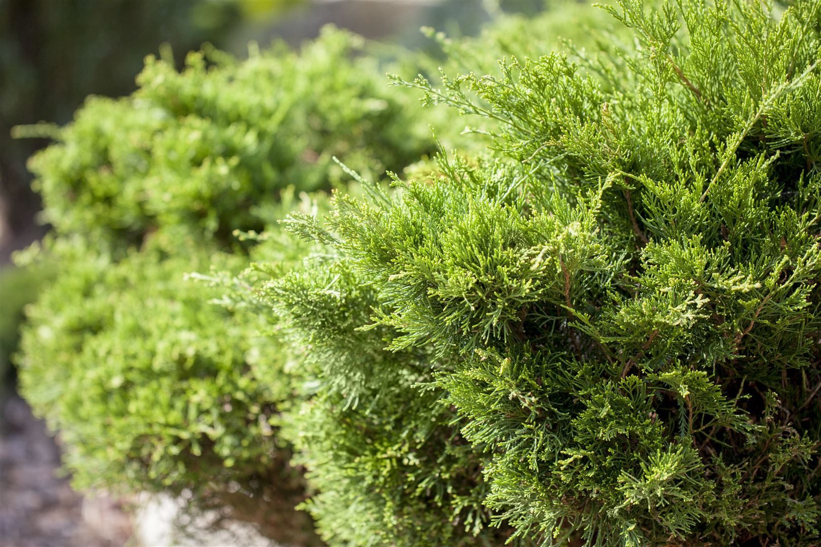 Pflanzen für Dich Konifere Juniperus pfitzeriana Mint Julep, 1 St., Chinesischer Wacholder, Pfitzer-Wacholder, dichtwachsend, minzgrün