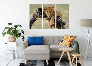 Pixxprint Leinwandbild Junger Löwe in der Natur, Junger Löwe in der Natur 3Teiler (120x80cm) (1 St), Leinwandbild fertig bespannt, inkl. Zackenaufhänger