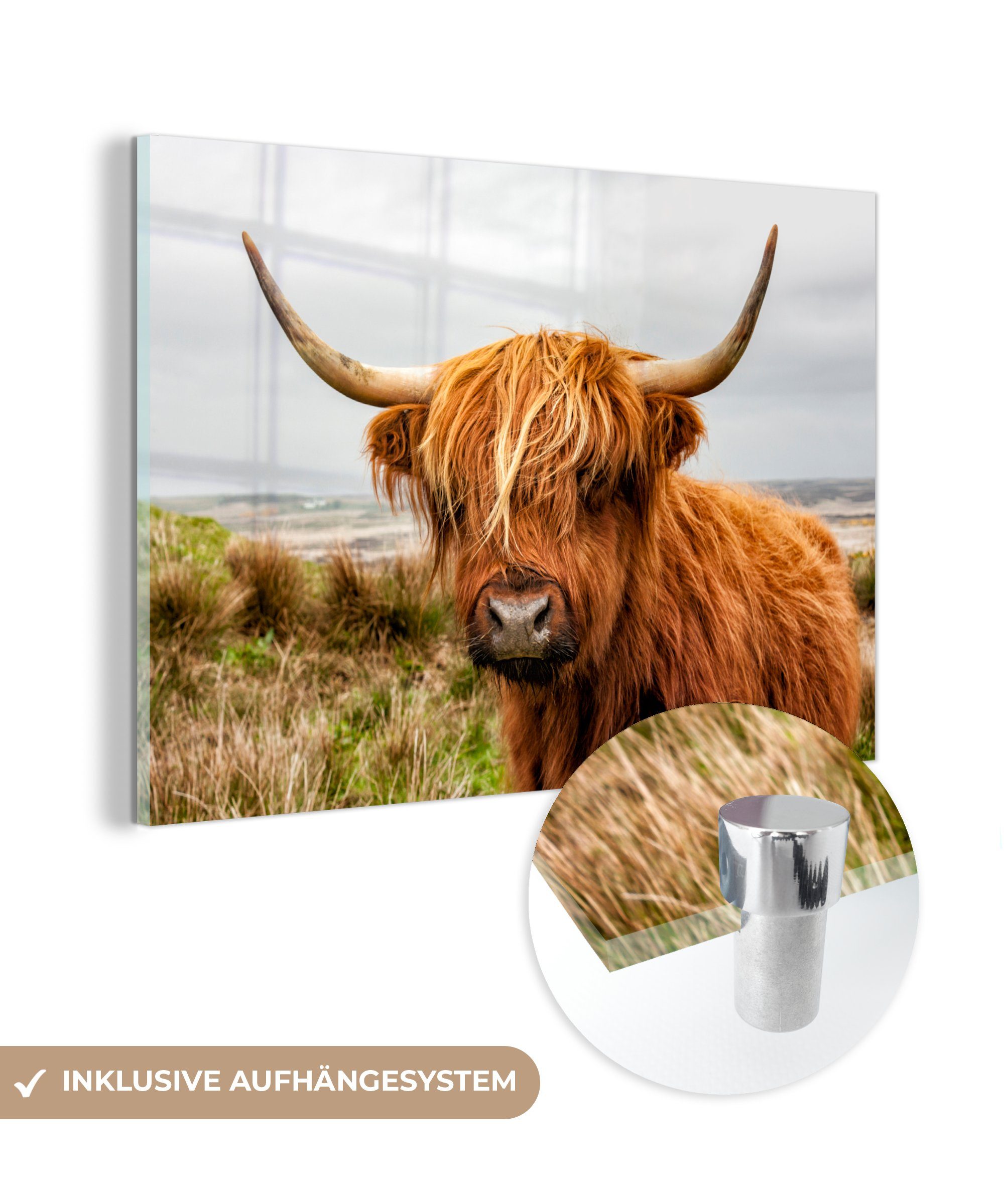 MuchoWow Acrylglasbild Schottischer Highlander - Kuh - Dünen, (1 St), Acrylglasbilder Wohnzimmer & Schlafzimmer | Bilder