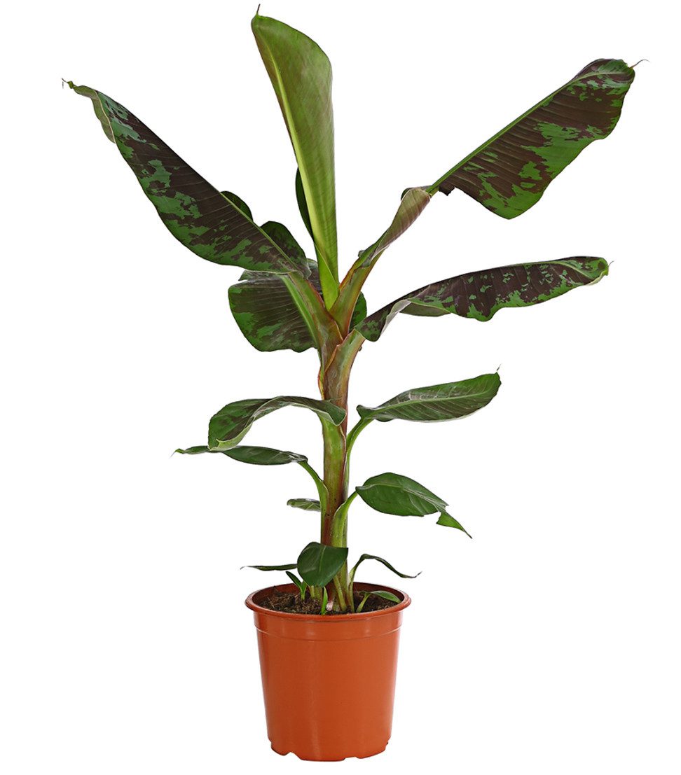 Dehner Zimmerpflanze Banane Dwarf Cavendish, Musa acuminata, Ess-Banane, Bananenpflanze mit geflecktem Laub und duftenden, rot-weißen Blüten