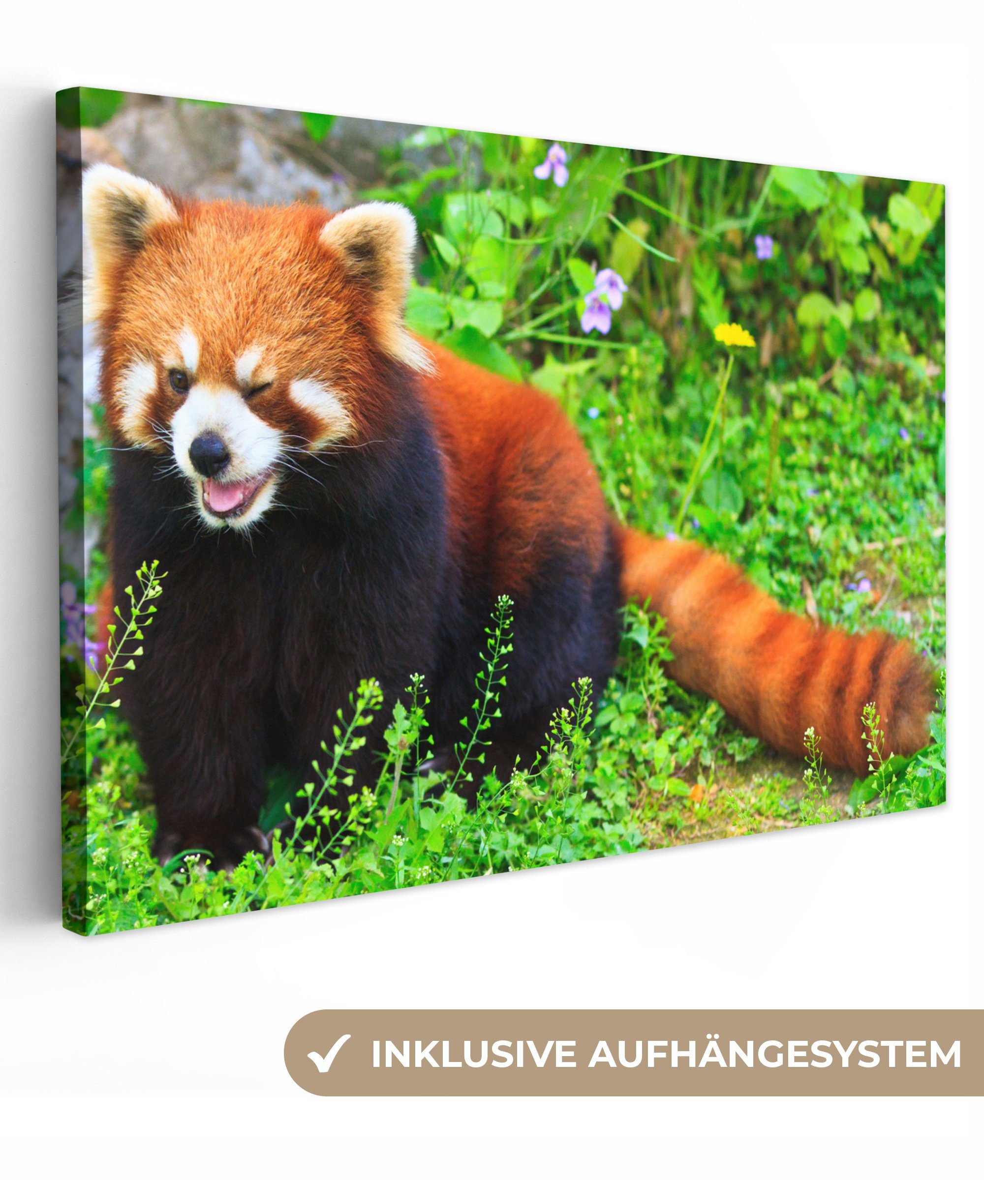 OneMillionCanvasses® Leinwandbild Roter Panda - Grün - Gras, (1 St), Wandbild Leinwandbilder, Aufhängefertig, Wanddeko, 30x20 cm