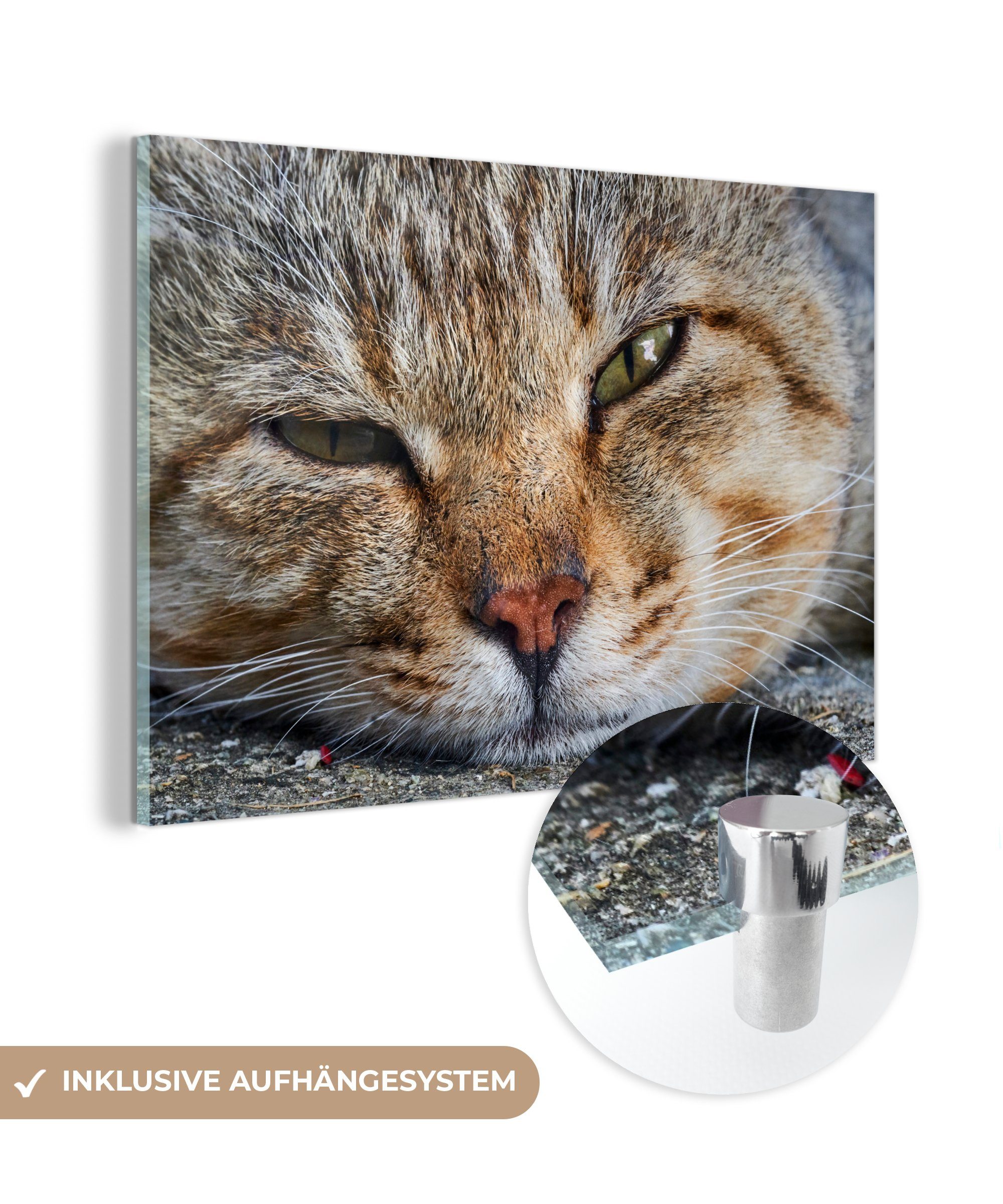MuchoWow Acrylglasbild Katze - Grau - Makro, (1 St), Acrylglasbilder Wohnzimmer & Schlafzimmer