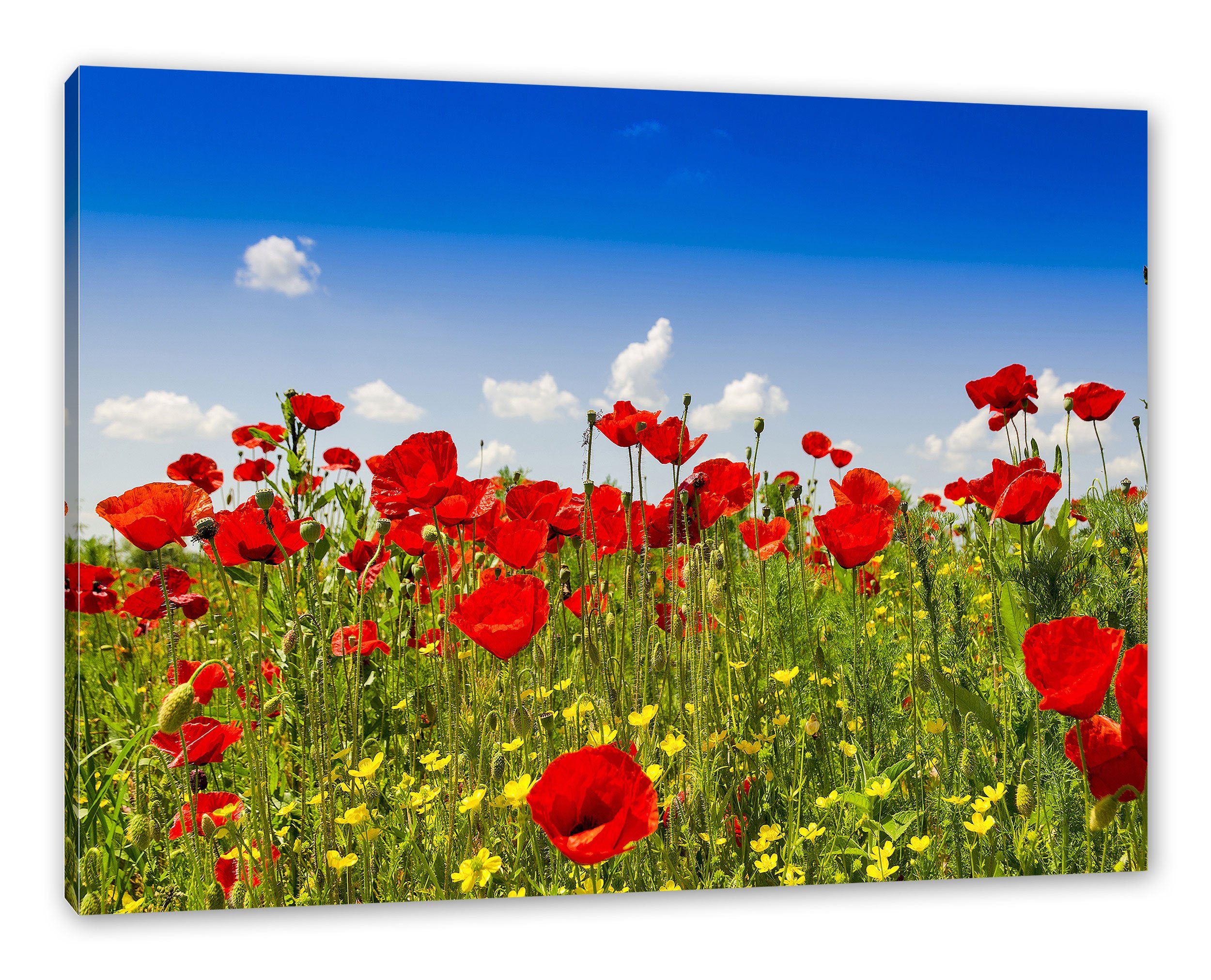 Pixxprint Leinwandbild Mohnwiese, Mohnwiese (1 St), günstig online kaufen