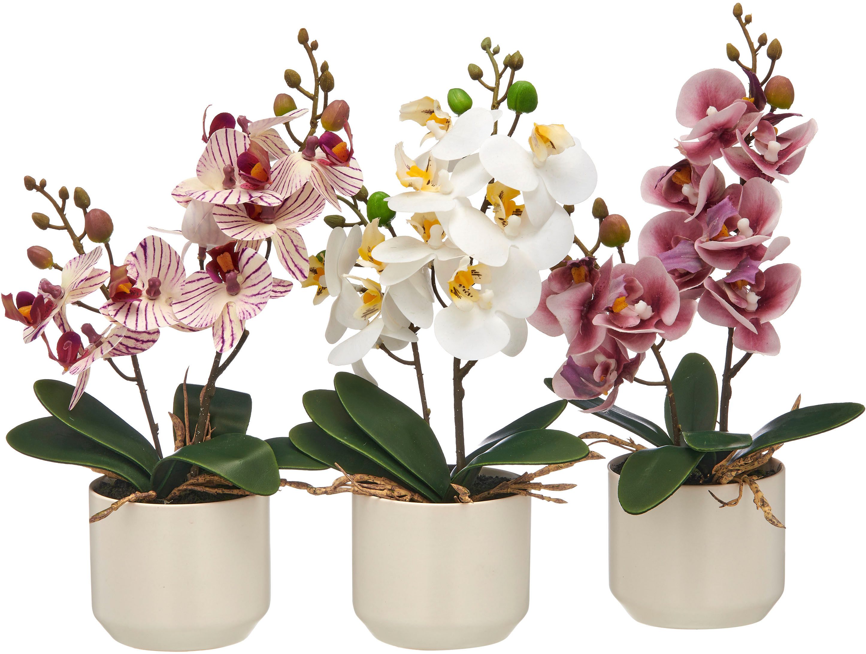 Kunstorchidee Orchidee Phalaenopsis, Creativ green, Höhe günstig online kaufen