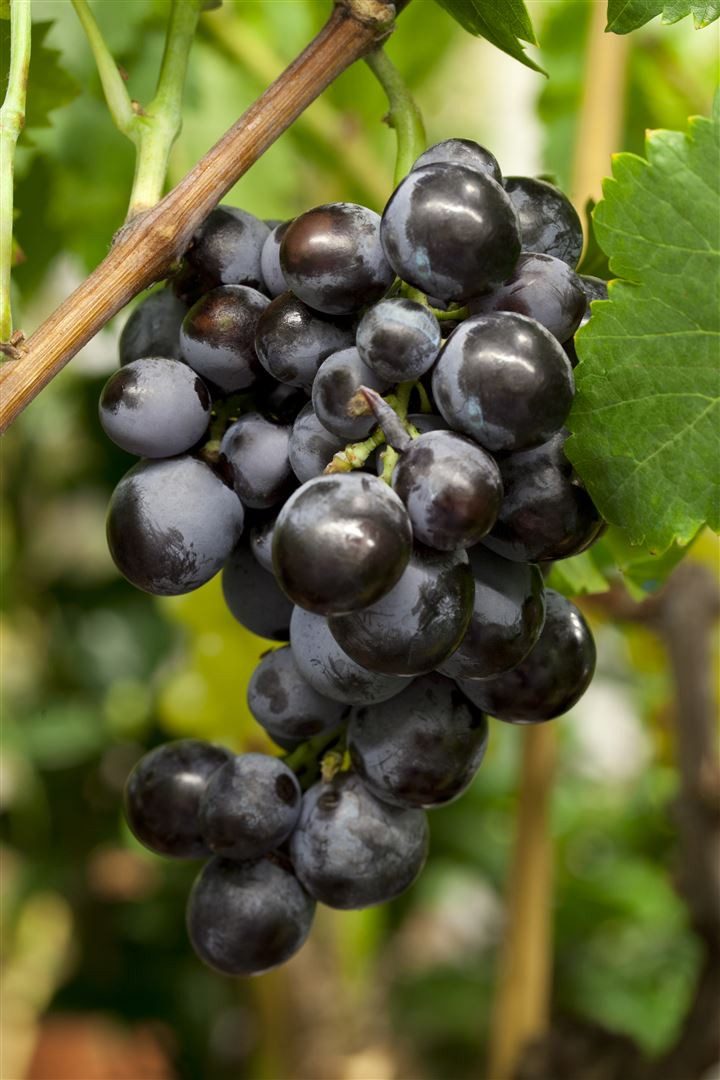 Pflanzen für Dich Obstpflanze Vitis vinifera blau kernlos, 1 St., Weinrebe, Tafeltraube, blaue Beeren, kernlos