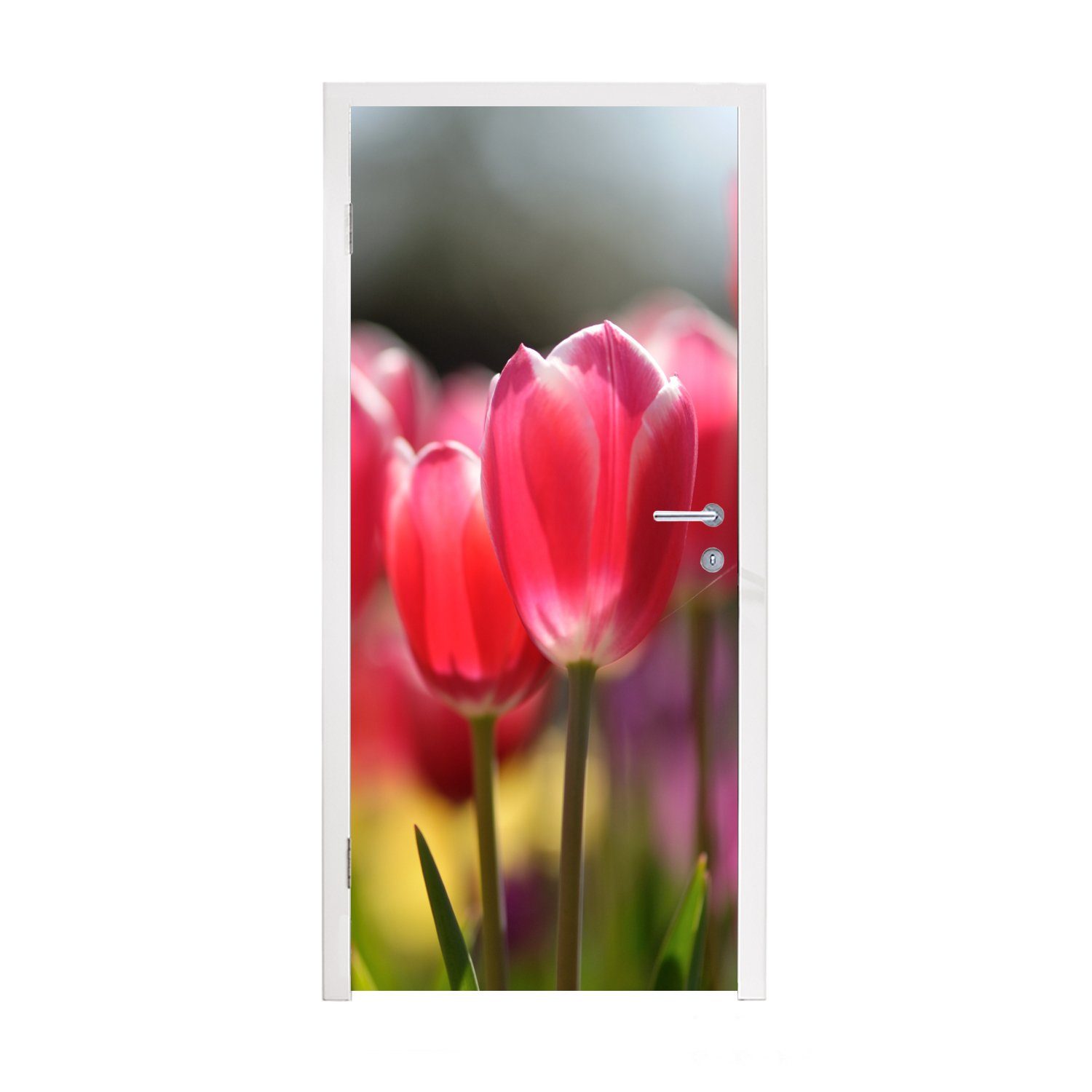 MuchoWow Türtapete Rosa Tulpenblüten, bedruckt, 75x205 Fototapete cm Tür, Matt, Türaufkleber, für (1 St)