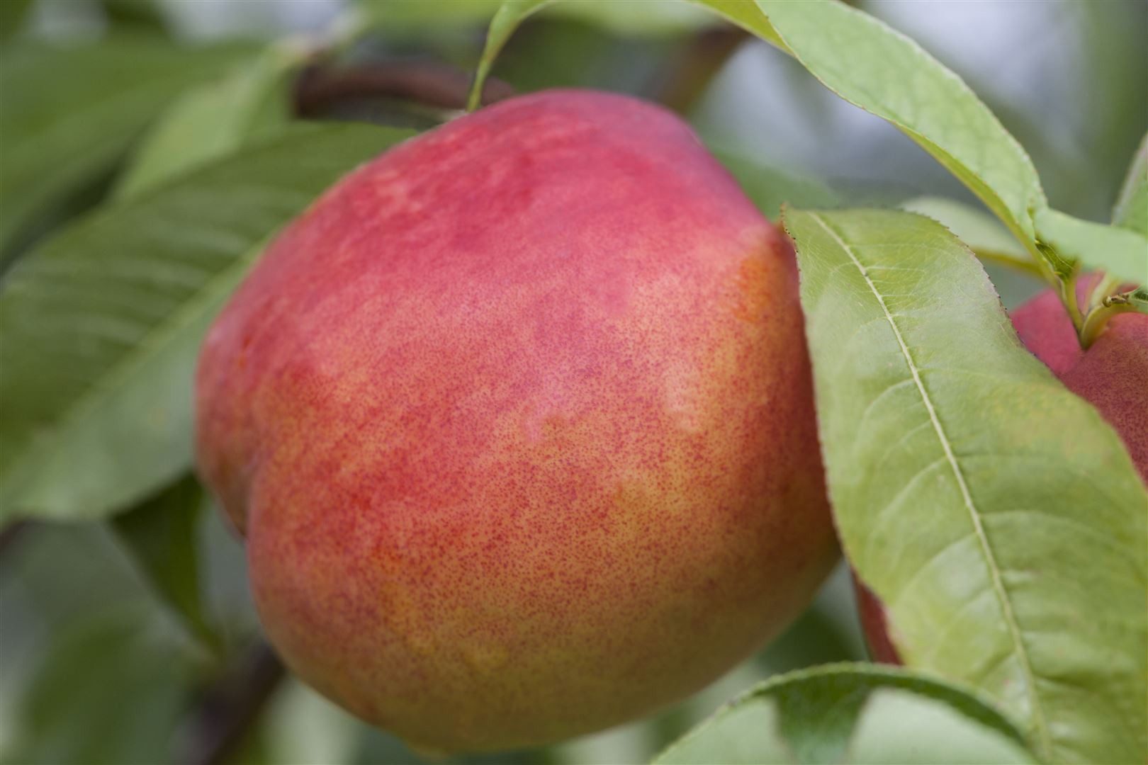 Pflanzen für Dich Obstpflanze Zwergnektarine, 1 St., Zwergnektarine, kompakt, süßfruchtig