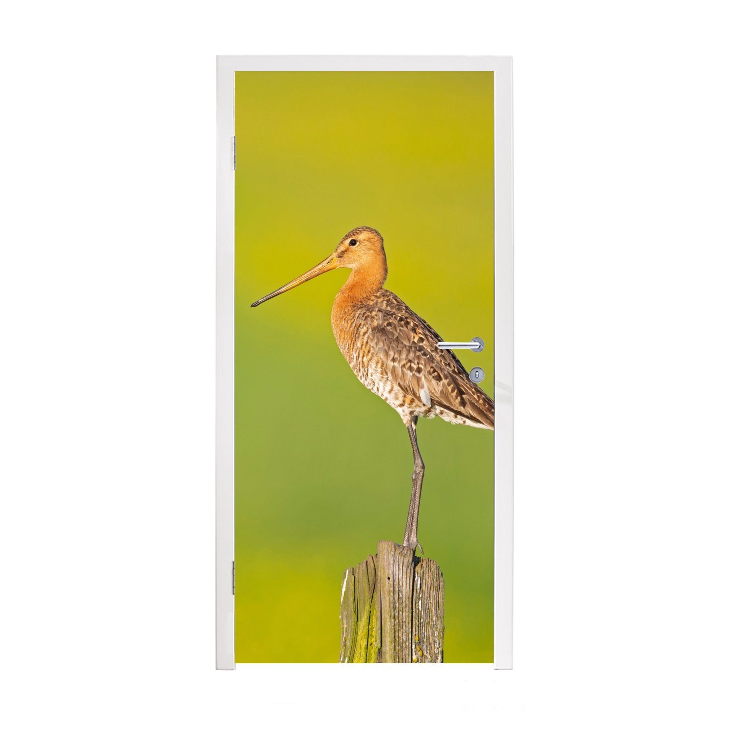 Tür, Grün, St), Türtapete Fototapete - - MuchoWow bedruckt, (1 Tiere Matt, Türaufkleber, - Vogel cm Uferschnepfe für 75x205 - Pfahl