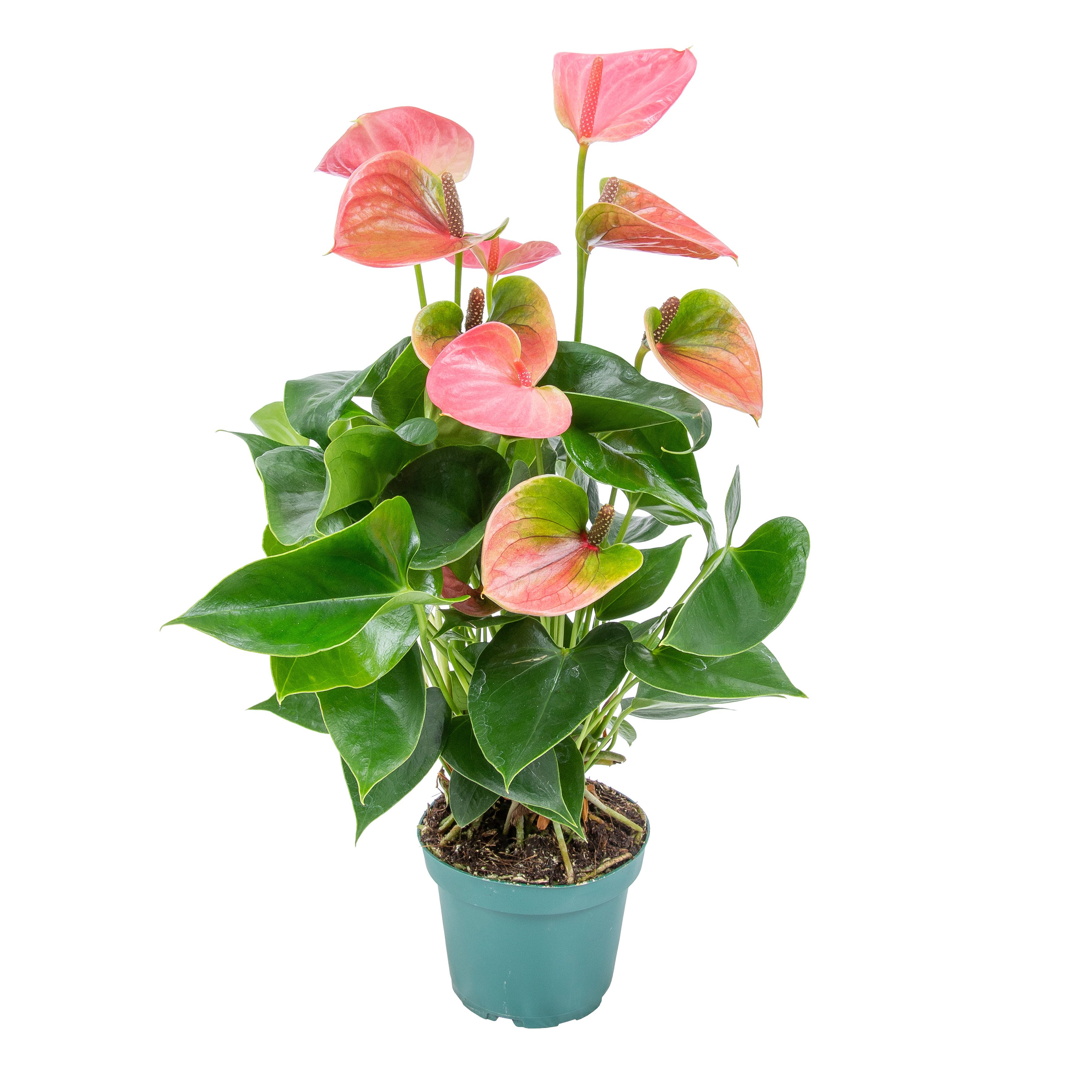 Bloomique Zimmerpflanze Bloomique - Anthurium Andreanum - Rosa - Flamingoblume - Blühende Zimm, 1 St.