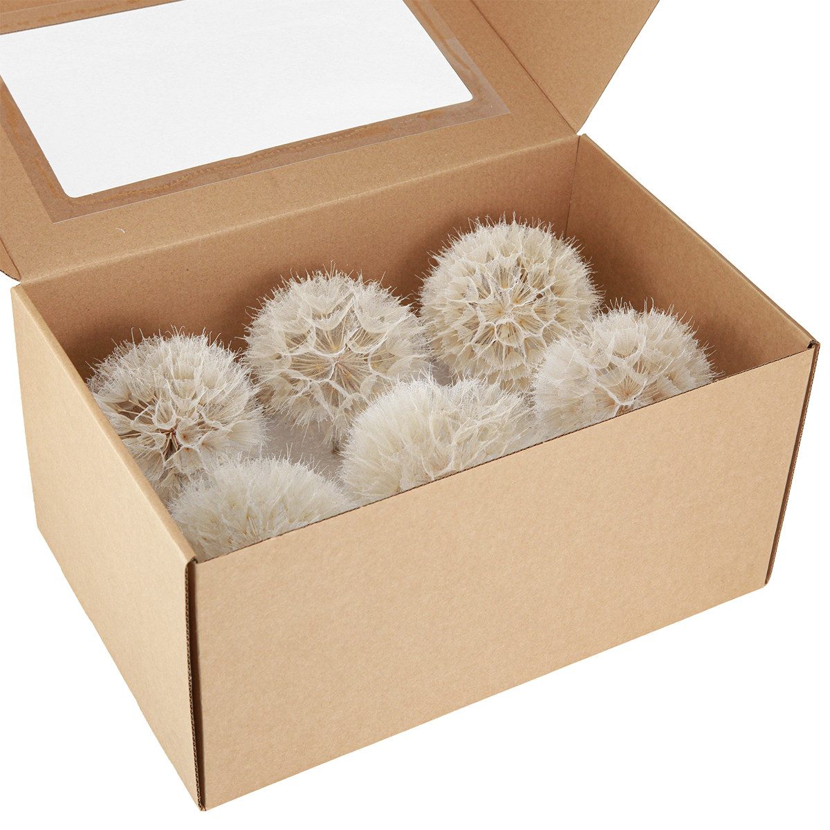 Trockenblume Deko-Pusteblume Weiß Ø11cm 6er Set Trockenblume Deko elegant, 6 Stück, Florists Products, Höhe 5.5 cm