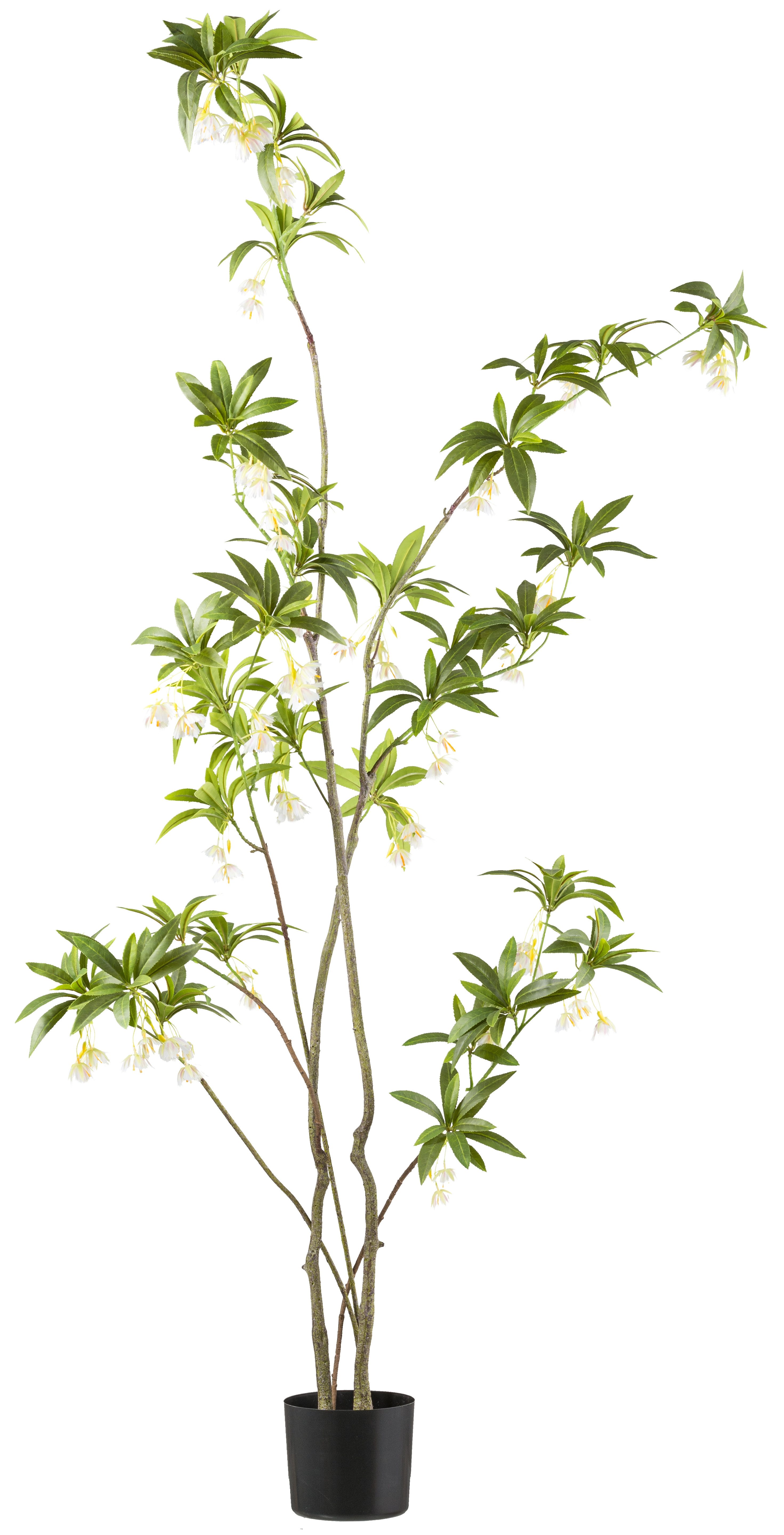 Kunstbaum Elaeocarpus