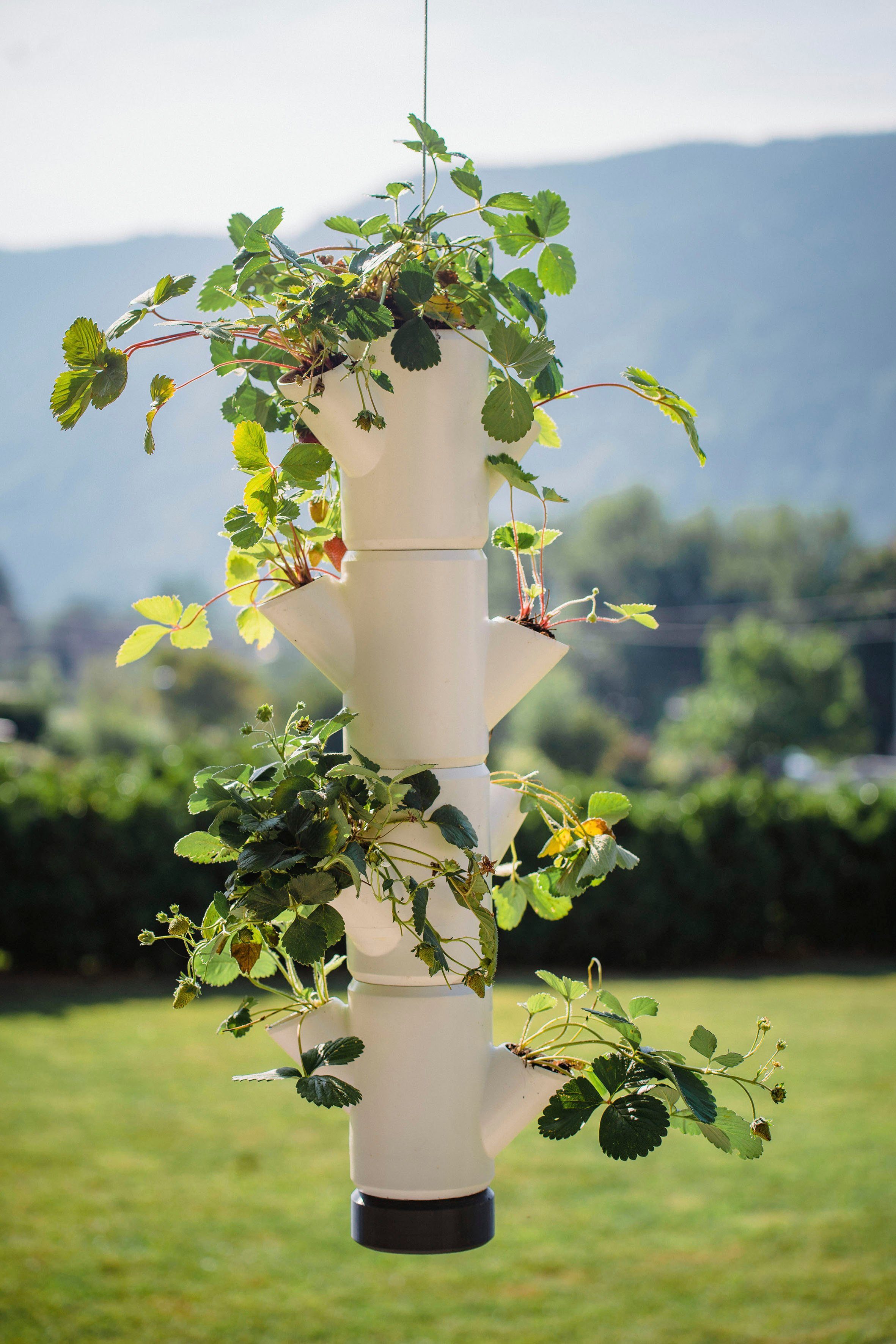 Gusta Garden Pflanzkübel 4 leicht Hängeset, STRAWBERRY Etagen anbauen inkl. gemacht SISSI Erdbeerampel, Erdbeeren weiß