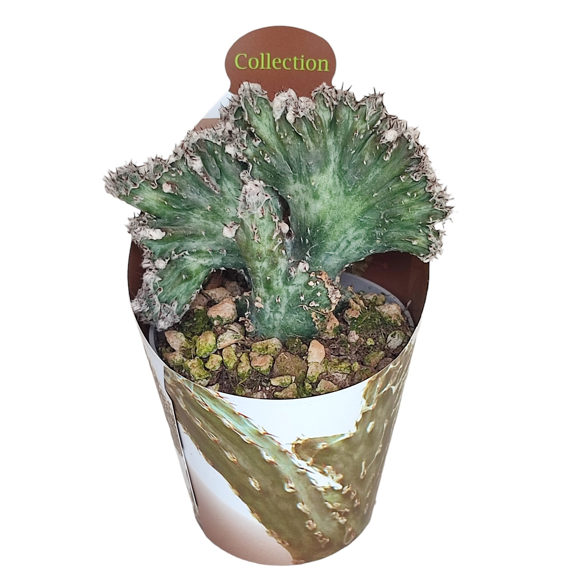 Exotenherz Kaktus Monvillea spegazzini monstr. christat Rarität 6,5cm Topf