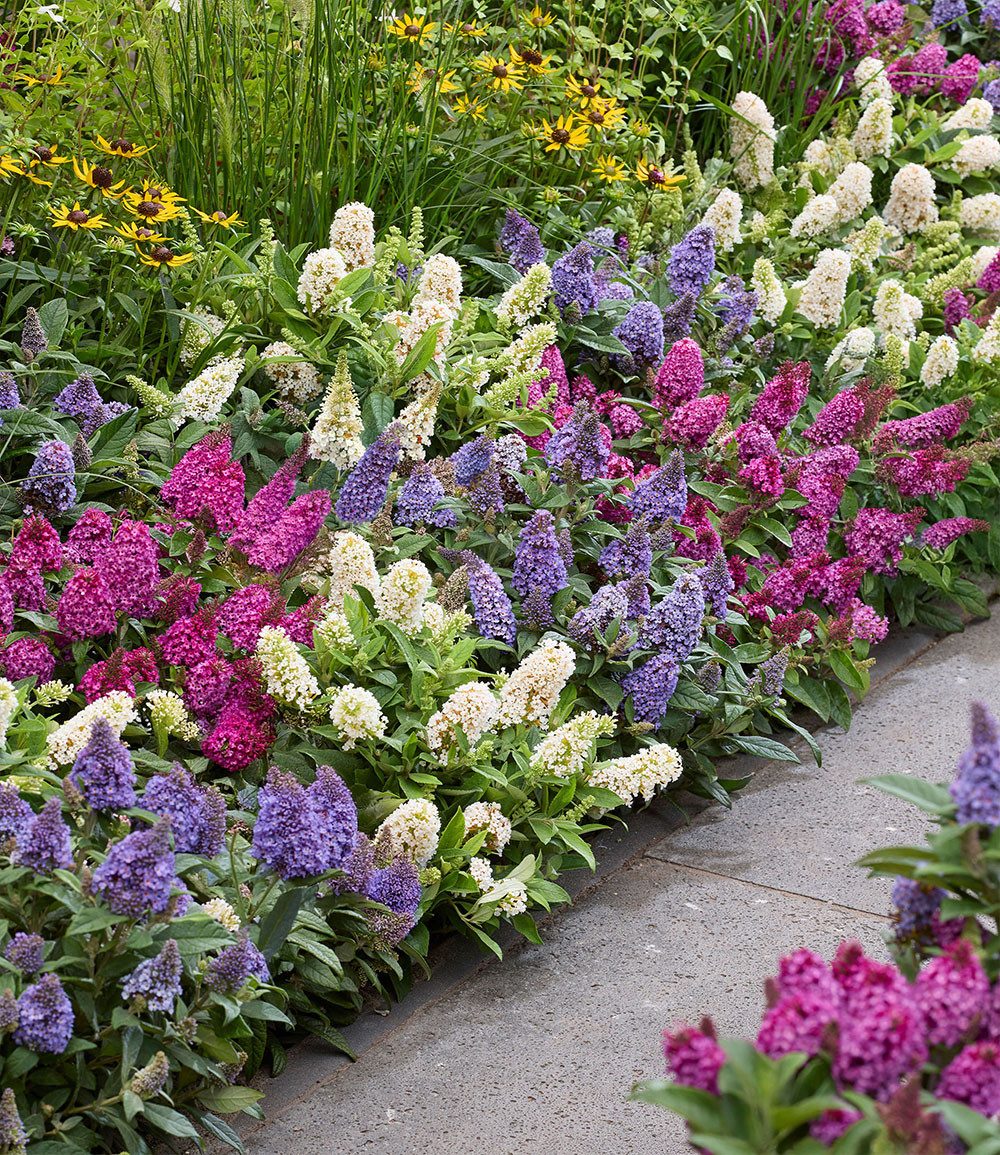 BALDUR Garten Zierstrauch Zwerg-Schmetterlingsflieder 'Little Rockstars®' rot, 1 St., Sommerflieder, lange Blütezeit, winterhart, mehrjährig