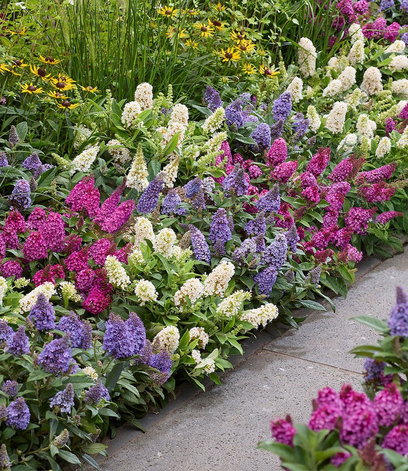 BALDUR Garten Zierstrauch 3er-Mix Zwerg-Schmetterlingsflieder 'Little Rockstars®', 3 St., Sommerflieder, lange Blütezeit,winterhart, mehrjährig