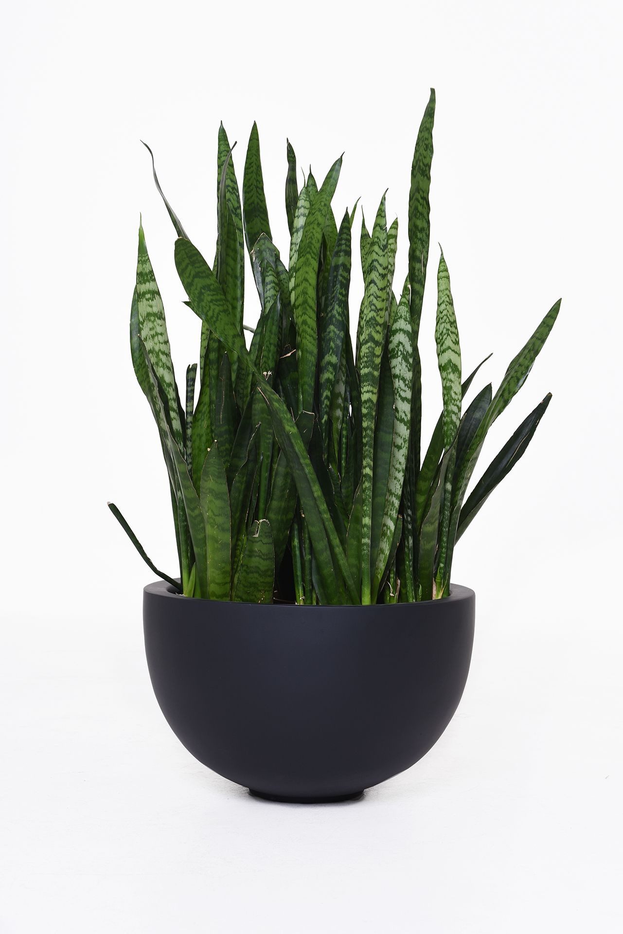 VIVANNO Pflanzschale Fiberglas ALICE Schale - Anthrazit Matt (1 St), 45x45x günstig online kaufen