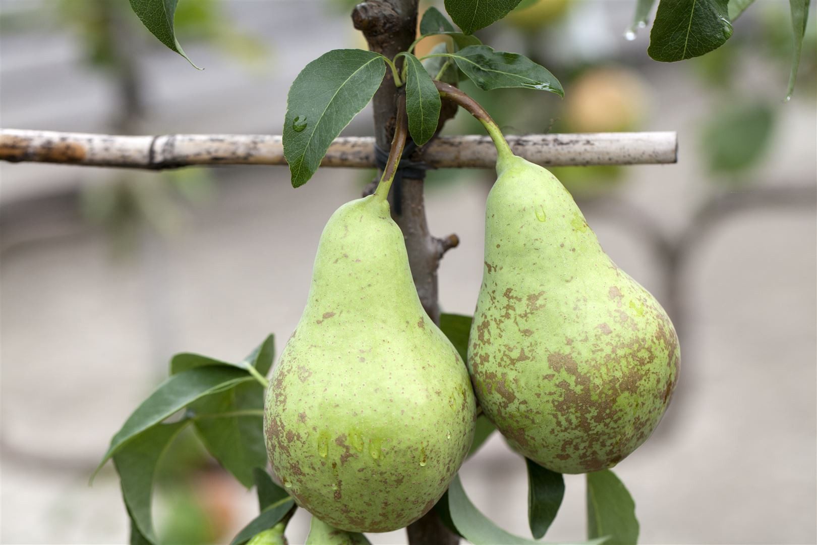 Pflanzen für Dich Obstpflanze Zwergbirne, 1 St., Zwergbirne, kompakt, essbare Früchte