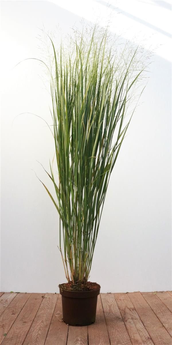 Pflanzen für Dich Трави Panicum virg. Strictum, 1 St., Rutenhirse, Garten-Rutenhirse, aufrecht, winterhart