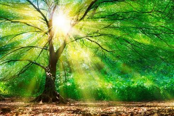 A.S. Création Leinwandbild Forest Light, Wald (1 St), Sonnenlicht Baumkrone Keilrahmen Natur