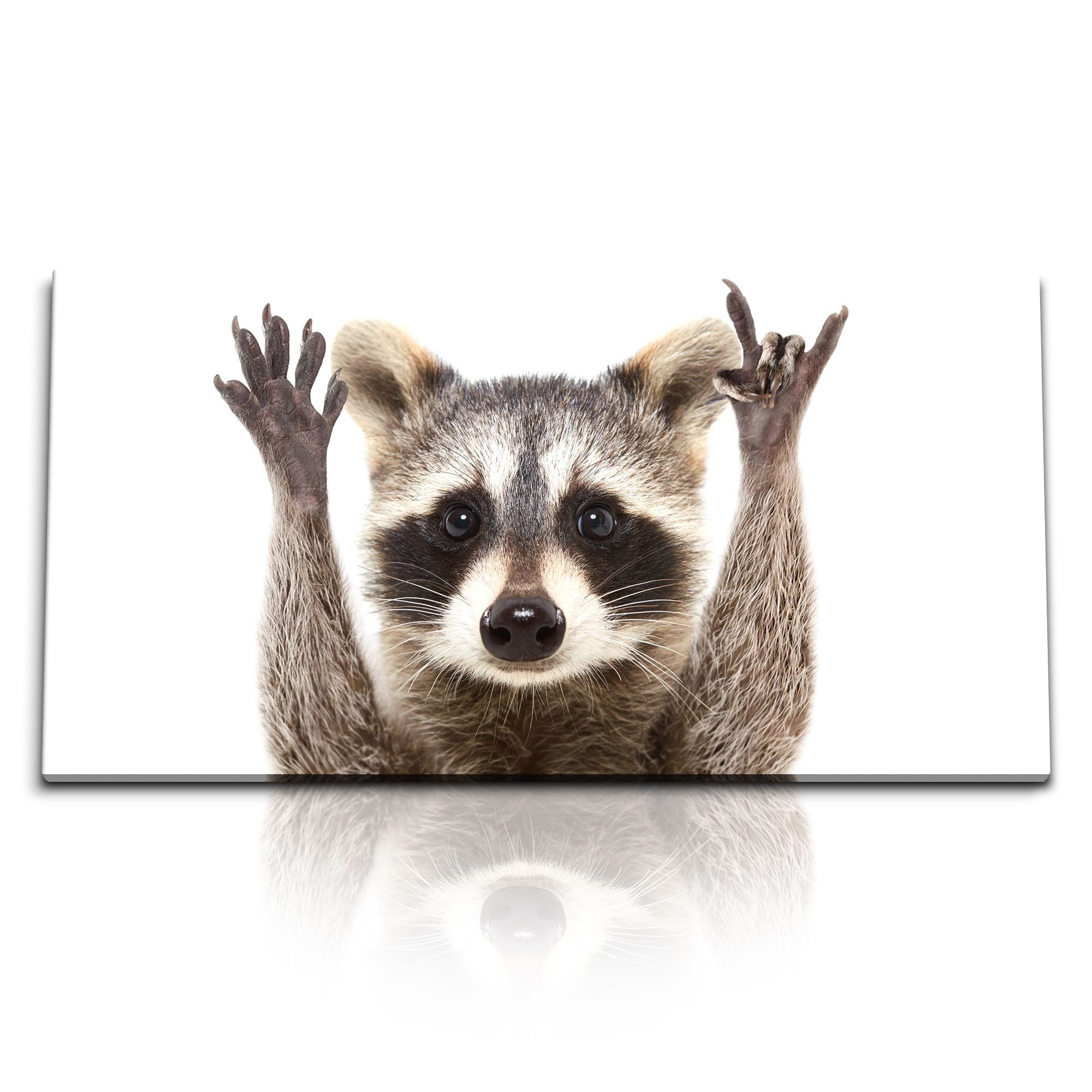 Leinwandbild Kunstdruck Bilder 120x60cm Waschbär Tierfotografie Nager Lustig
