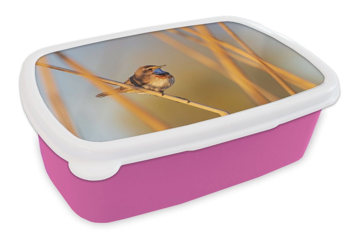 MuchoWow Lunchbox Vögel - Blaukehlchen - Schilf, Kunststoff, (2-tlg), Brotbox für Erwachsene, Brotdose Kinder, Snackbox, Mädchen, Kunststoff rosa