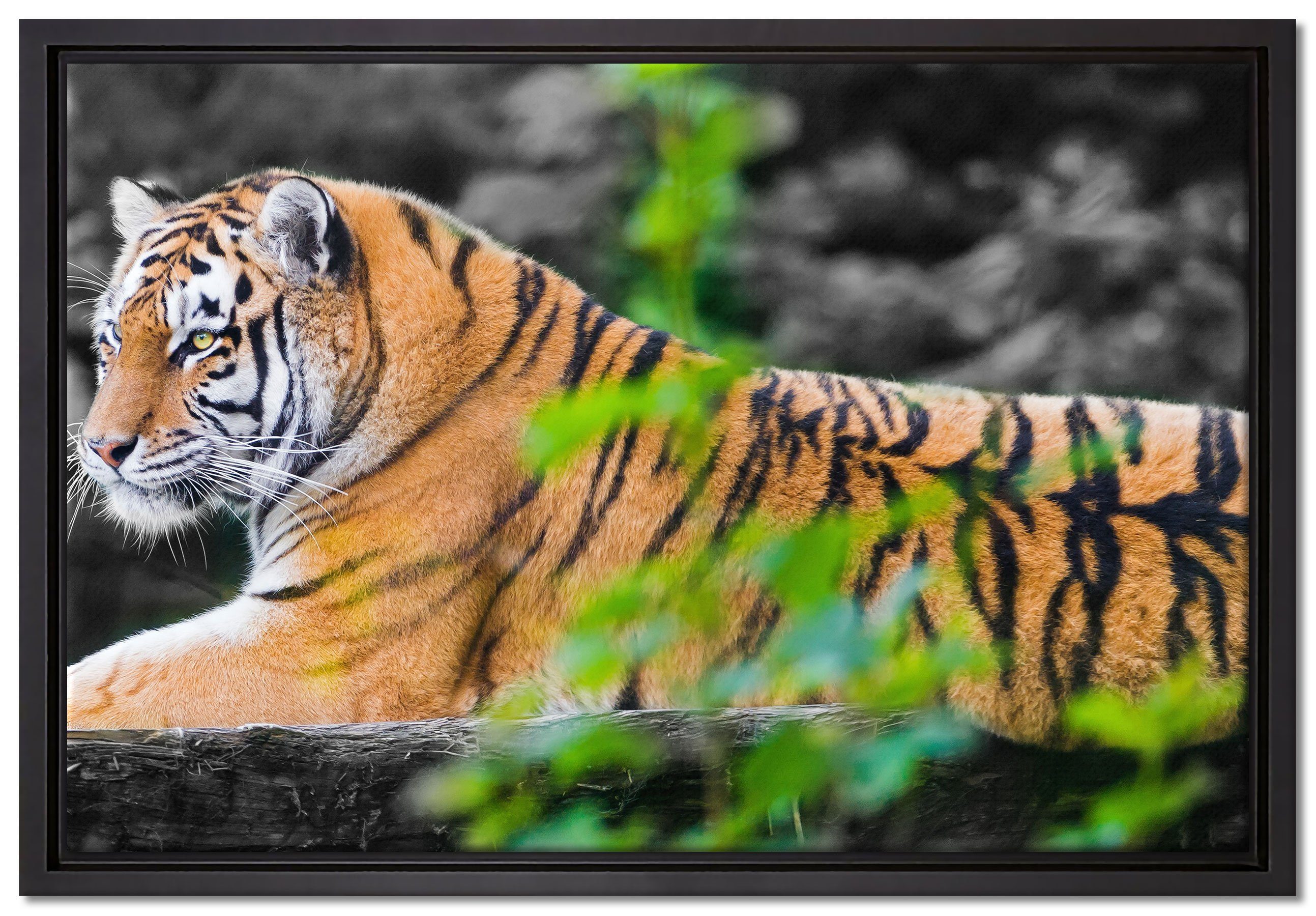 Leinwandbild inkl. Pixxprint St), in gefasst, bespannt, einem auf Tiger fertig Zackenaufhänger Baumstamm, Wanddekoration (1 Schattenfugen-Bilderrahmen Leinwandbild anmutiger