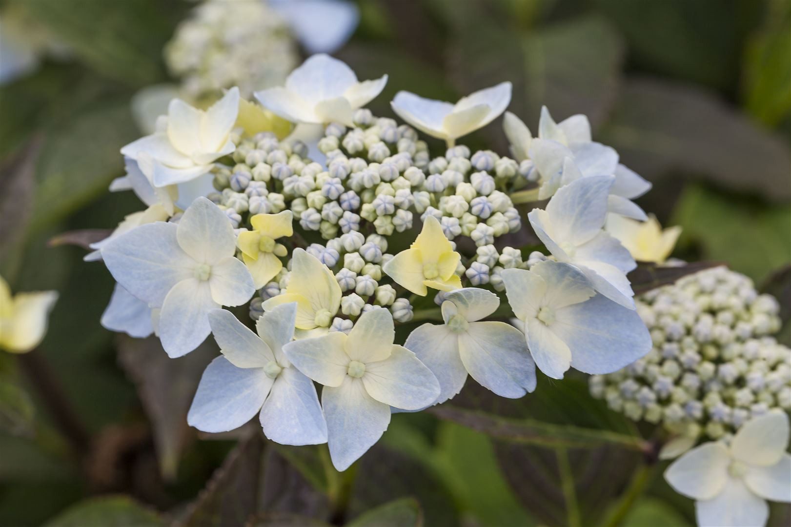 Pflanzen für Dich Gehölze Hydrangea serrata Blue Deckle, 1 St., Samt-Hortensie, Tellerhortensie