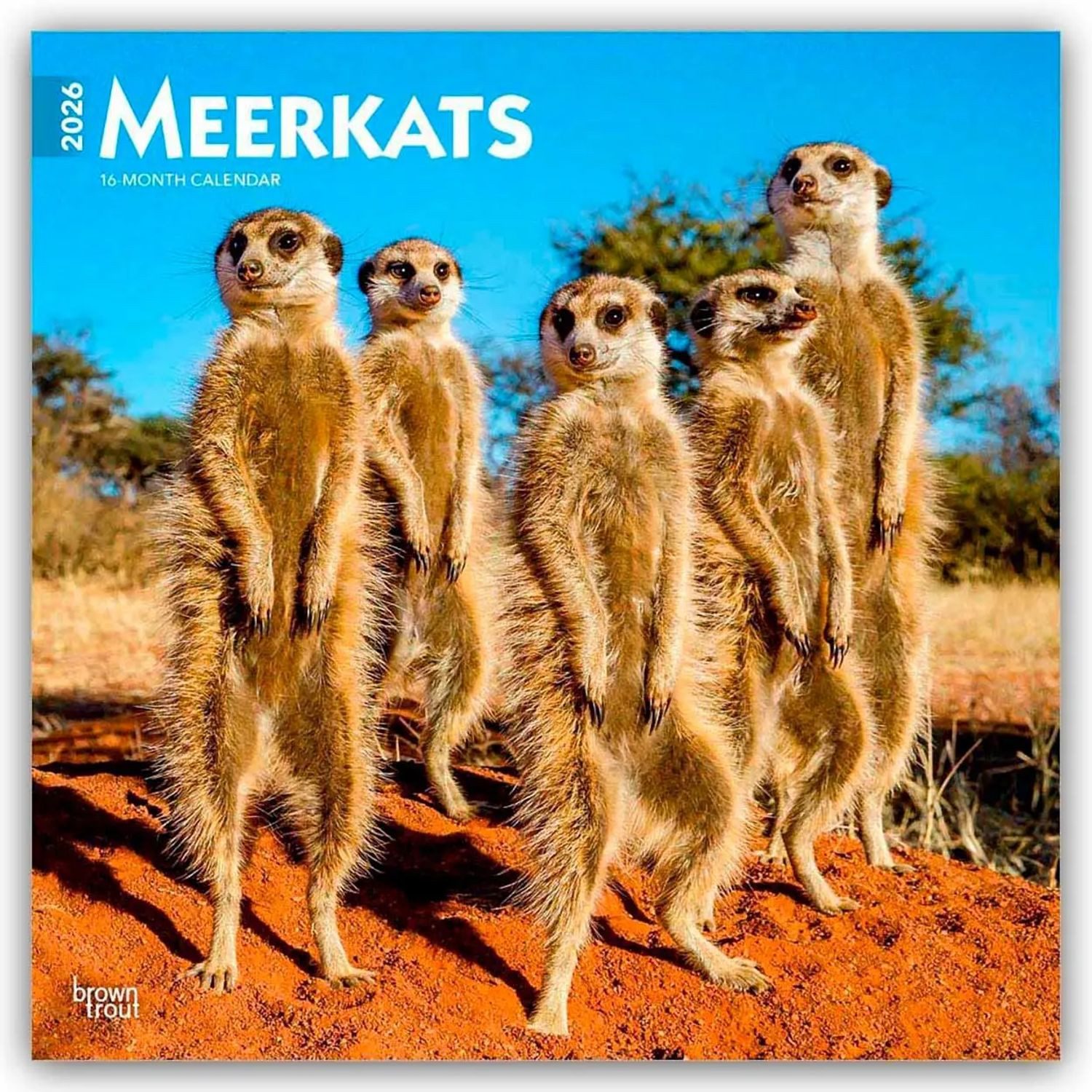 Wandkalender Meerkats - Erdmännchen 2026 - 16-Monatskalender