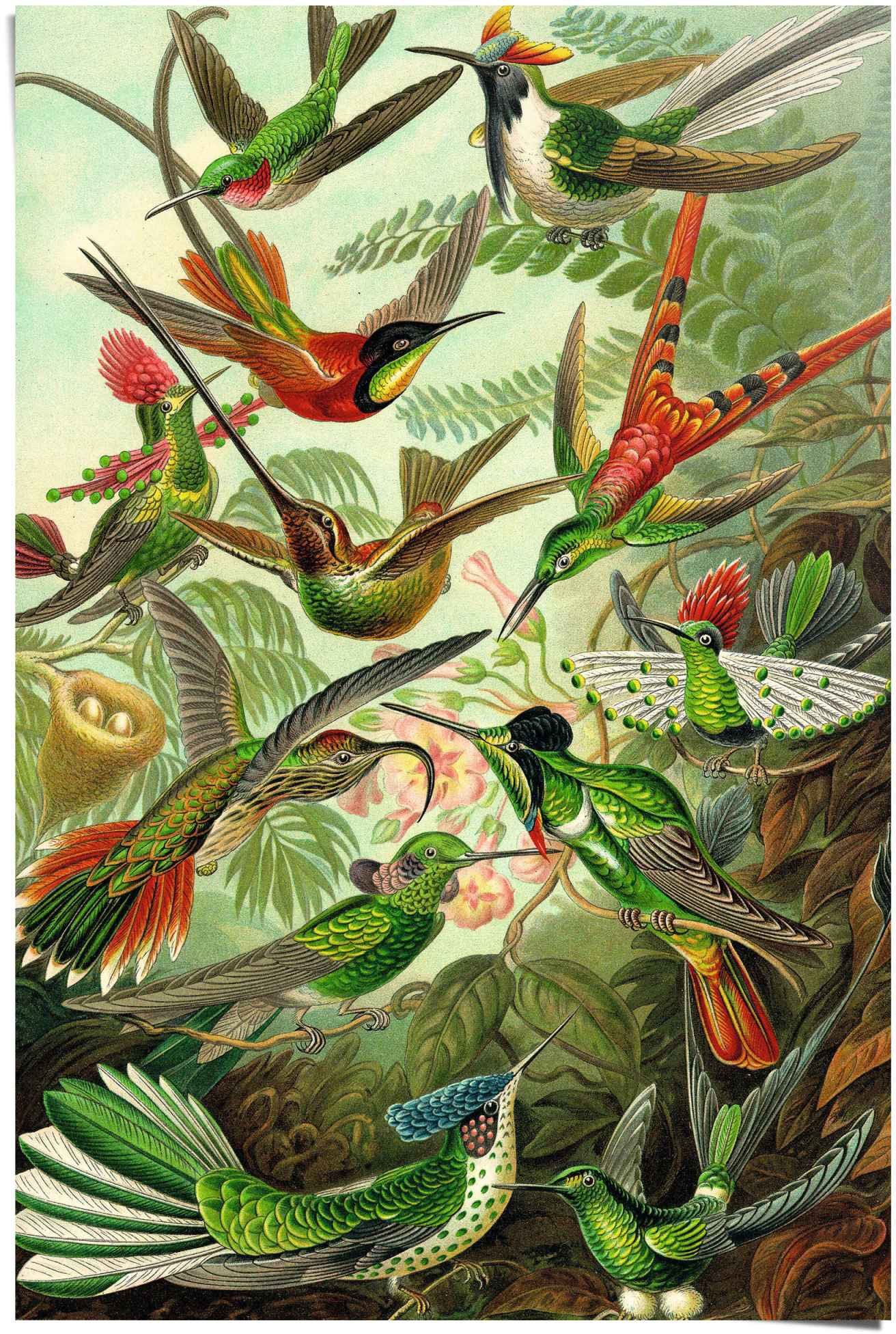 Reinders! Poster »Hummingbirds Vogel - Tiermotiv - Natur - Botanisch - Ernst Haeckel«, (1 Stück)-Otto