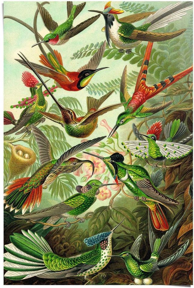 Reinders! Poster Hummingbirds Vogel - Tiermotiv - Natur - Botanisch - Ernst  Haeckel, (1 St)