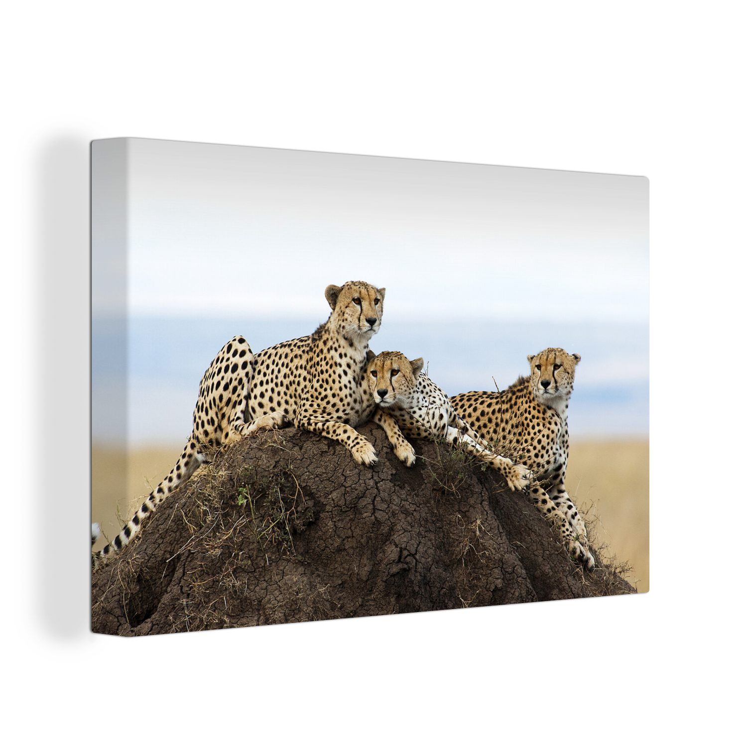 OneMillionCanvasses® Leinwandbild Drei Geparden auf einem Aussichtshügel, (1 St), Wandbild Leinwandbilder, Aufhängefertig, Wanddeko, 30x20 cm