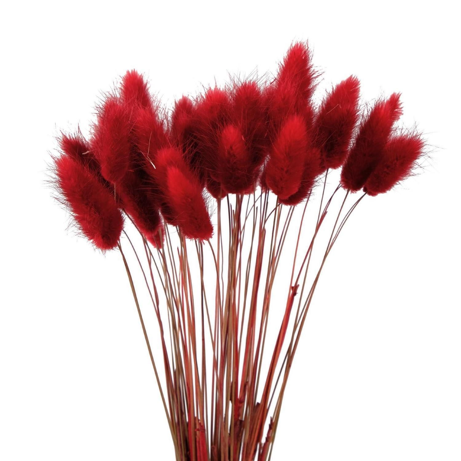 Trockenblume Trockenblumen Pampasgras 60 Stück 40cm Rot, LuxusKollektion, Höhe 10 cm