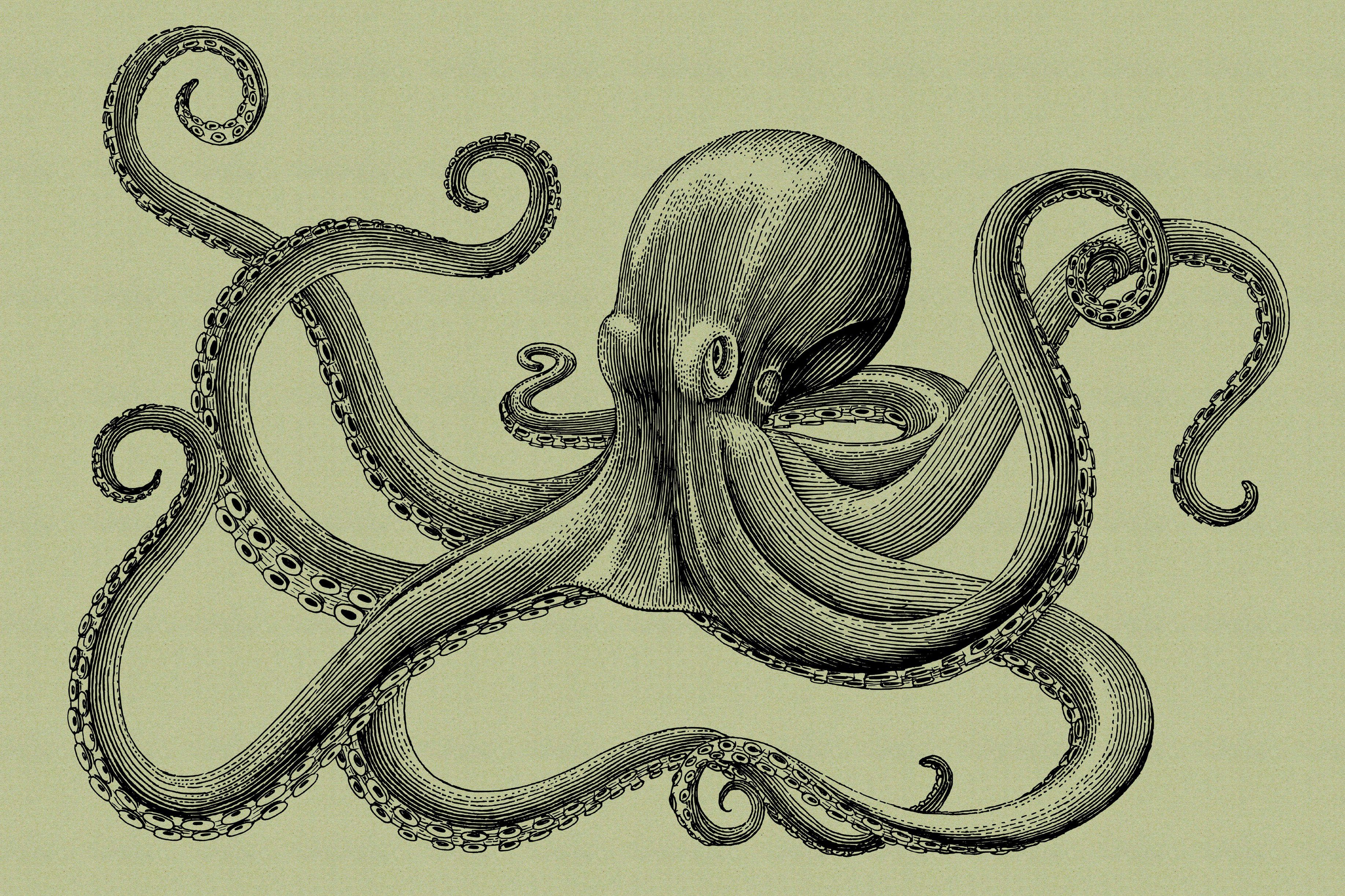 Leinwandbild Bild jules Création Tiere Keilrahmen A.S. Schwarz (1 Grün 3, Krake Octopus St),