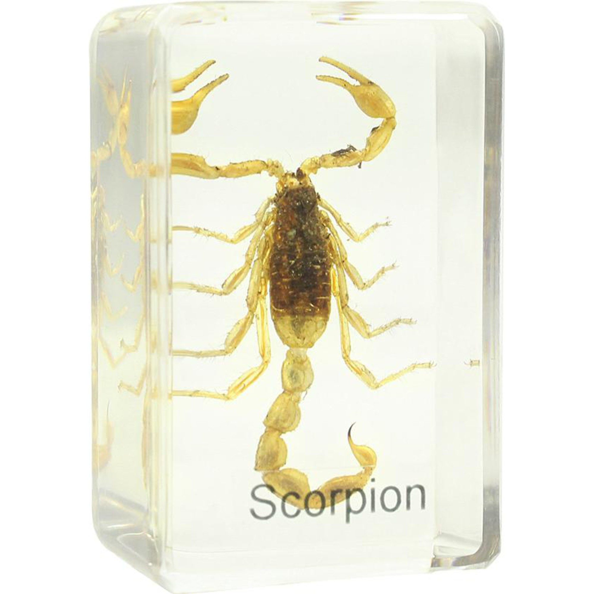 Omegon Omegon Dauerpräparat Skorpion Auf- und Durchlichtmikroskop