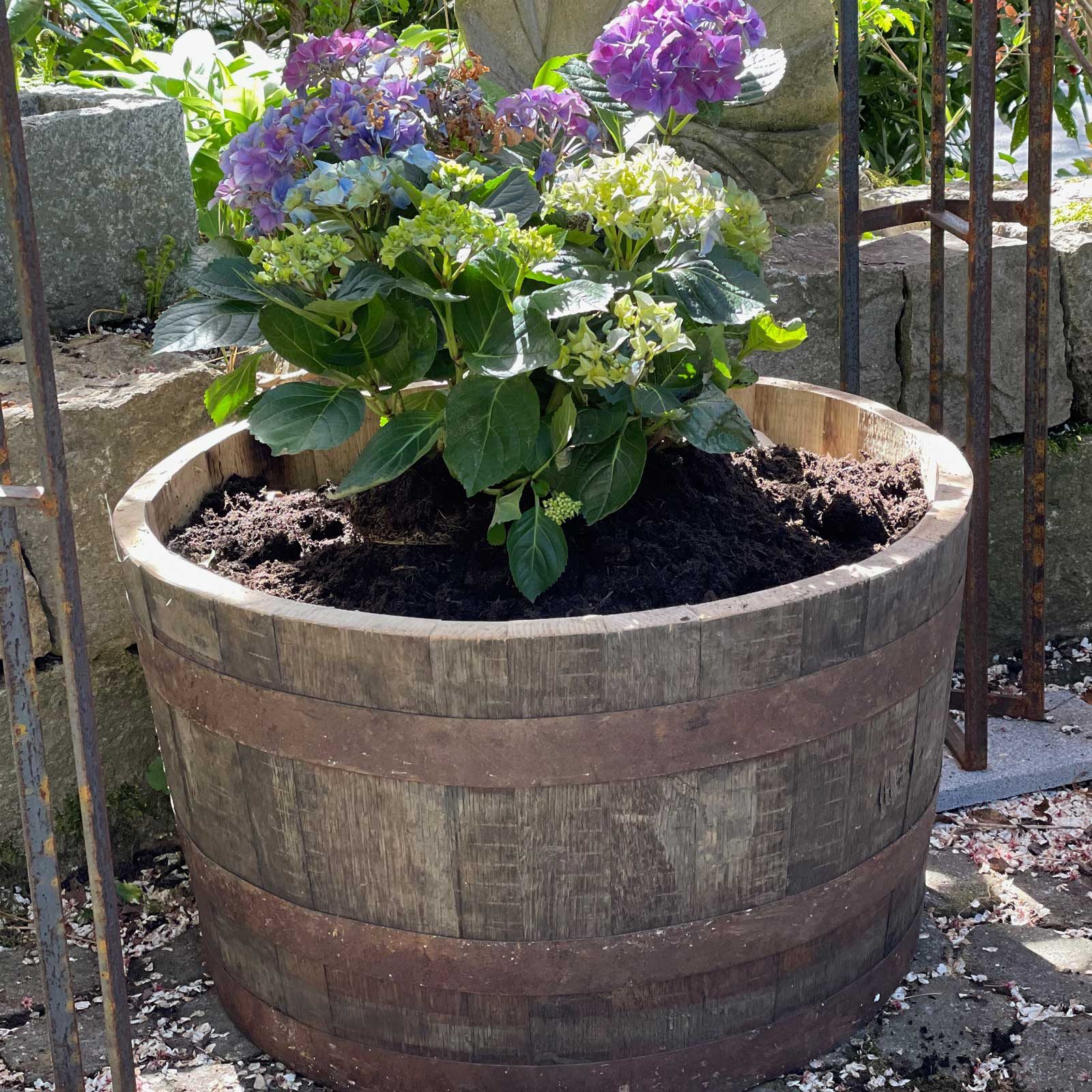 Temesso Pflanzkübel D 65cm - Halbes originales schottisches Whiskyfass