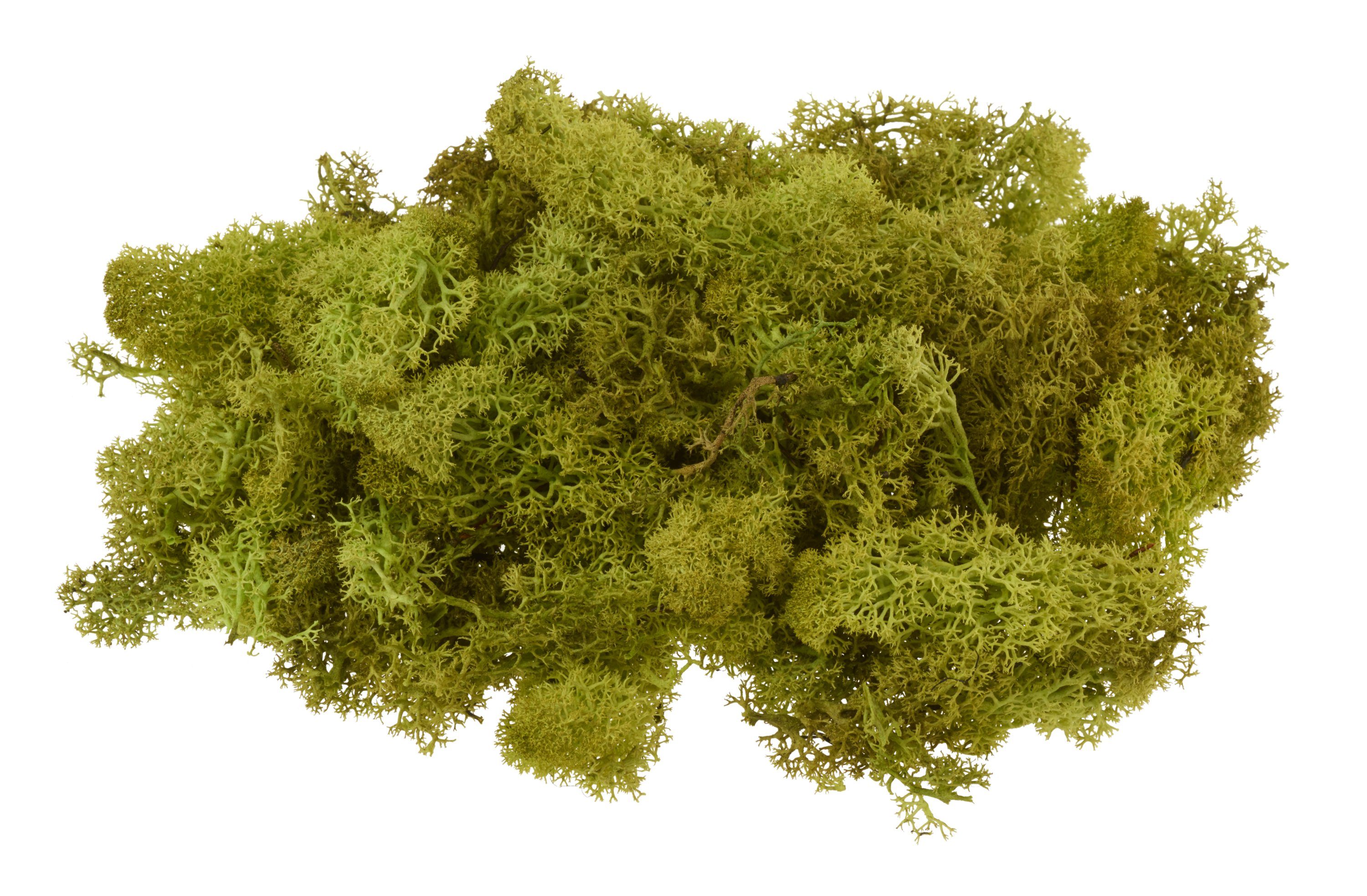 VBS Bastelmoos Island, 100 g