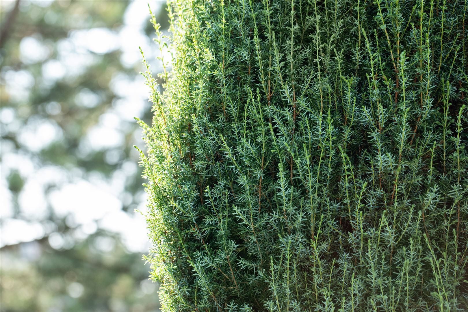 Pflanzen für Dich Konifere Juniperus communis Suecica, 1 St., Schwedischer Säulenwacholder, Gemeiner Wacholder, säulenförmig, immergrün