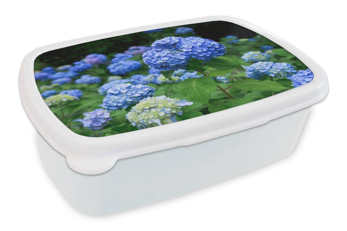 MuchoWow Lunchbox Blaue Hortensienblüten, Kunststoff, (2-tlg), Brotbox für Kinder und Erwachsene, Brotdose, für Jungs und Mädchen weiß
