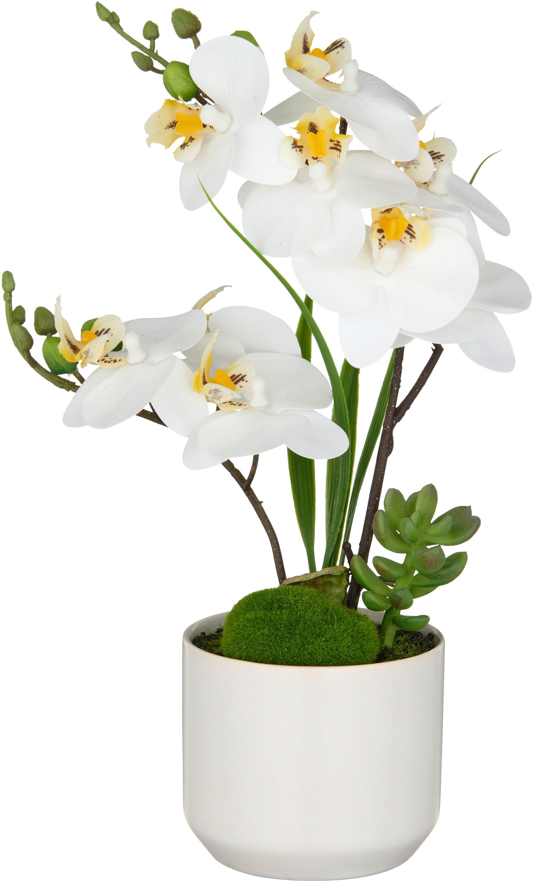 Kunstorchidee Orchidee Phalaenopsis, Creativ green, Höhe günstig online kaufen