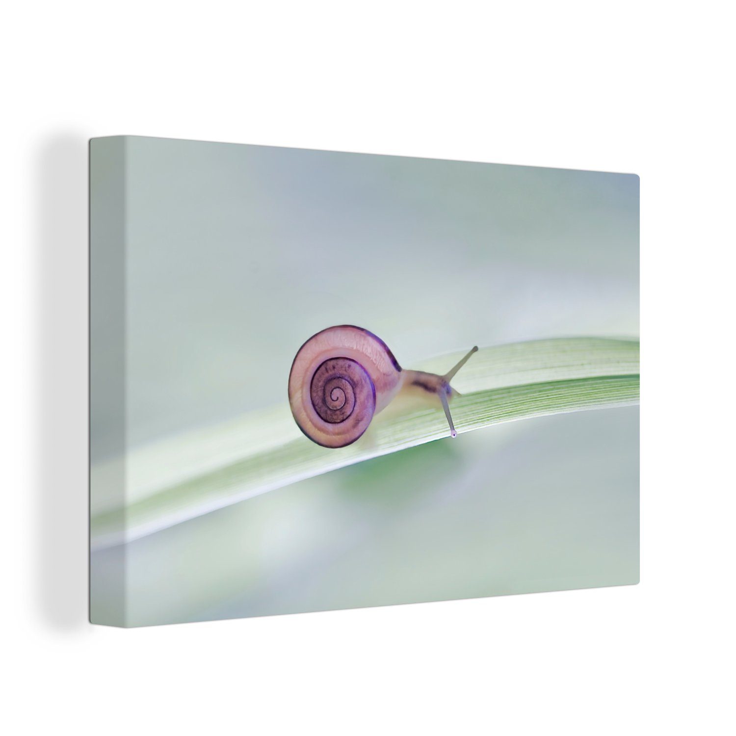 OneMillionCanvasses® Leinwandbild Kleine Wandbild (1 cm St), 30x20 Wanddeko, Aufhängefertig, Leinwandbilder, Schnecke