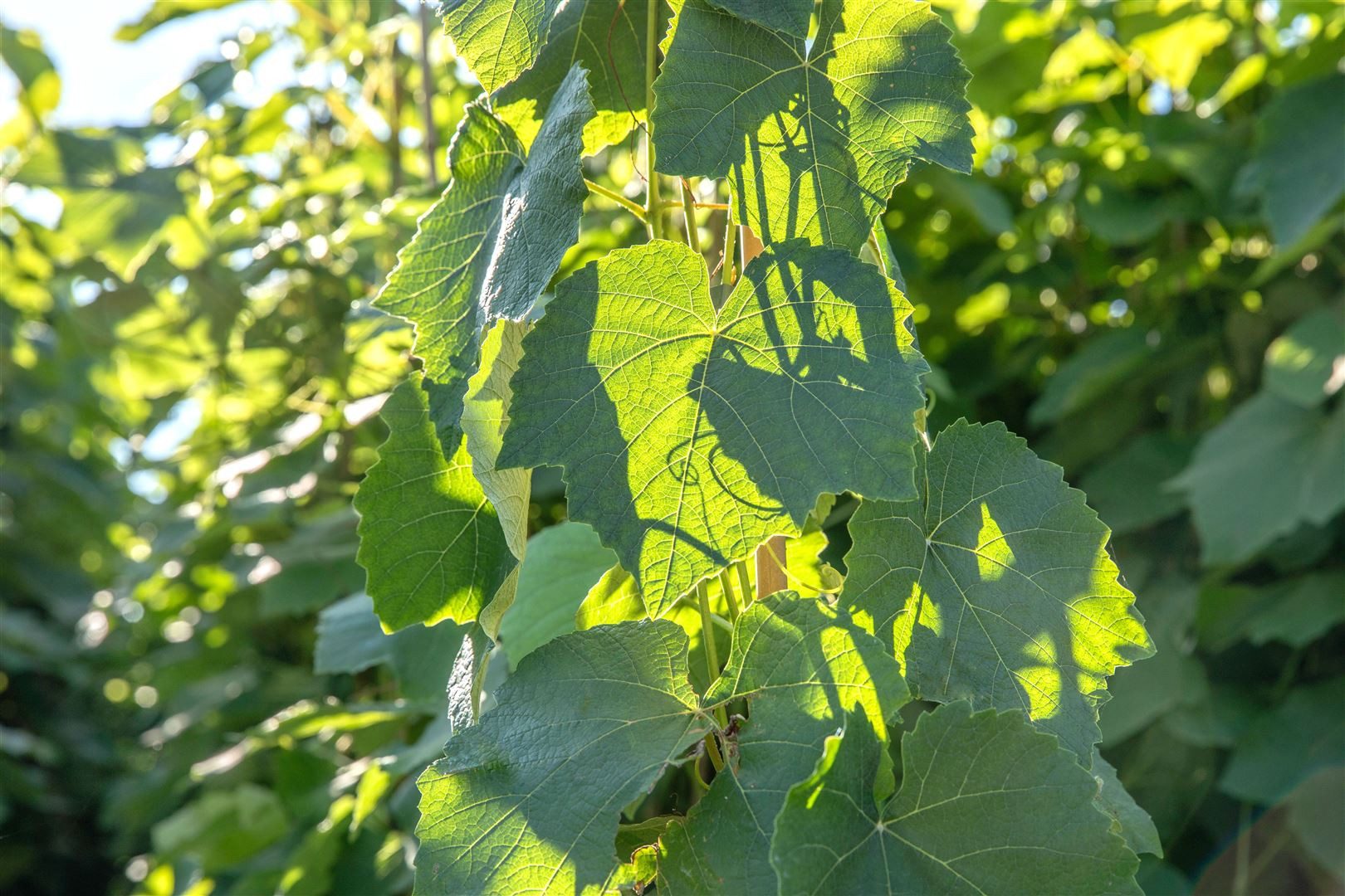Pflanzen für Dich Obstpflanze Vitis vinifera Erdbeertraube, 1 St., Erdbeertraube, Weinrebe, rote Beeren, süßaromatisch