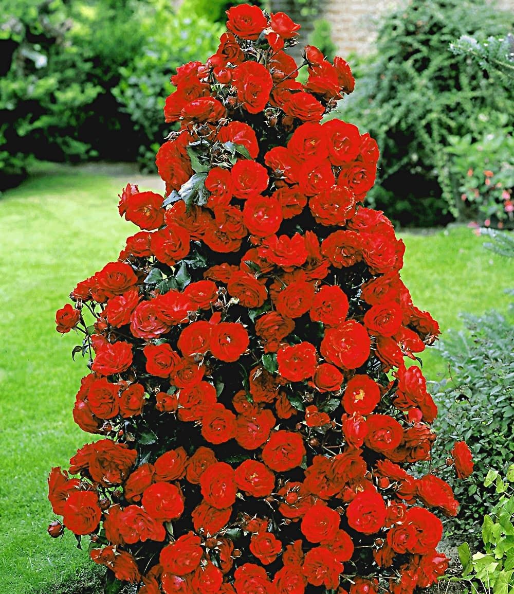 BALDUR Garten Rose Rote Duft-Strauchrose, 1 St., Kaskadenrosen, duftend, winterhart, mehrjährig, pflegeleicht